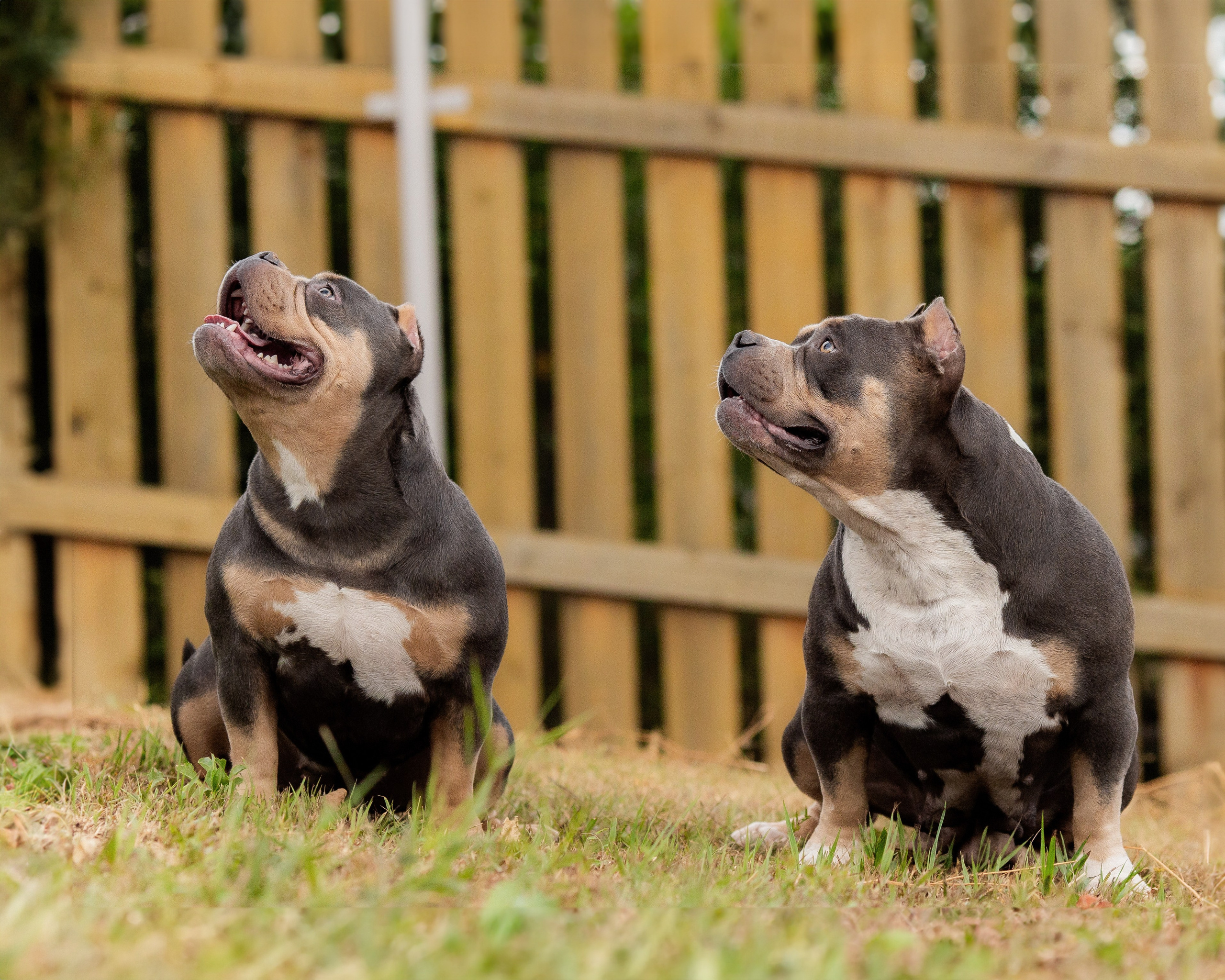 Наталья и булли. Фотограф Анималист в Перми Анастасия Остерман