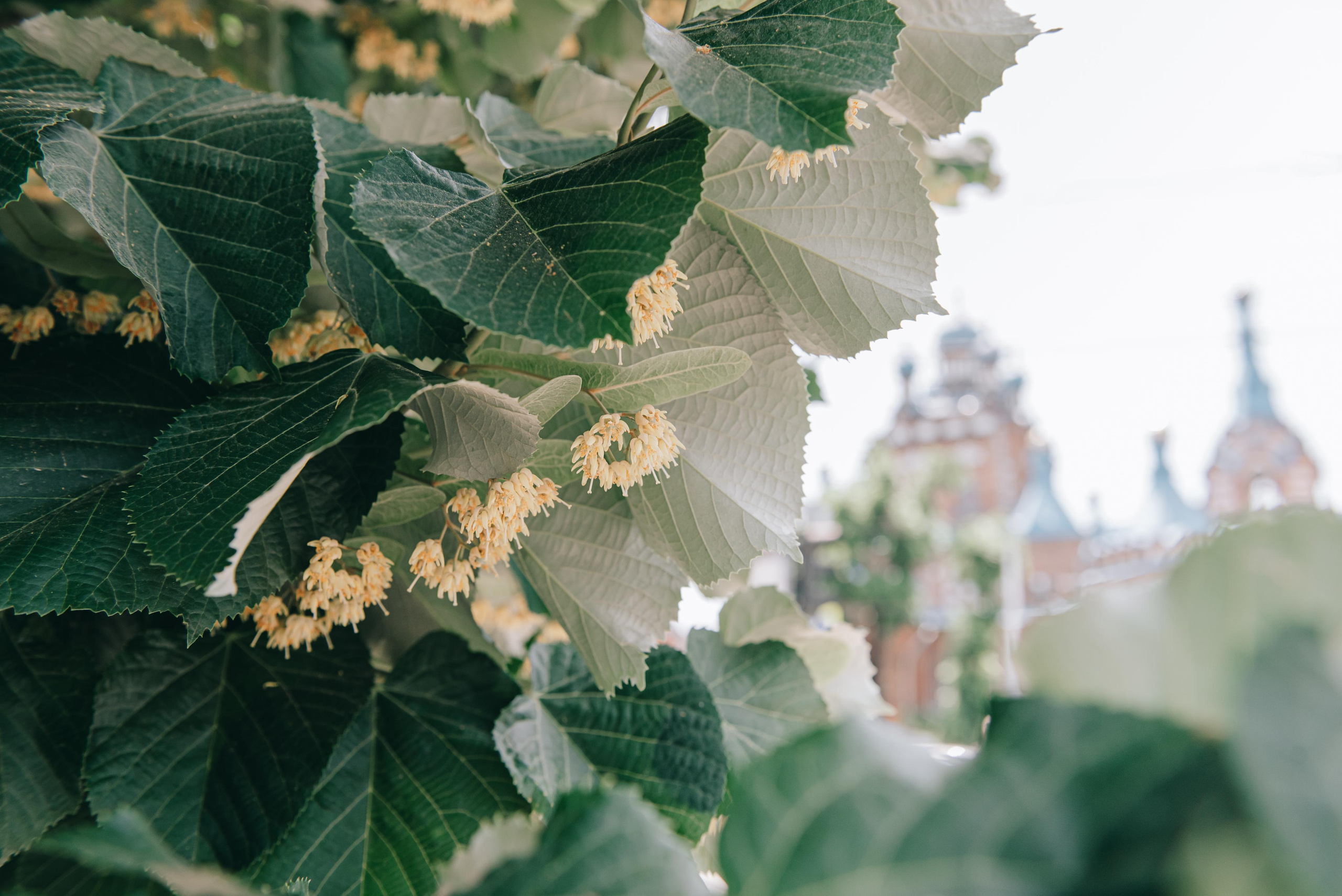 Крещение Георгия. Фотограф в Краснодаре Зеленкина Дарья