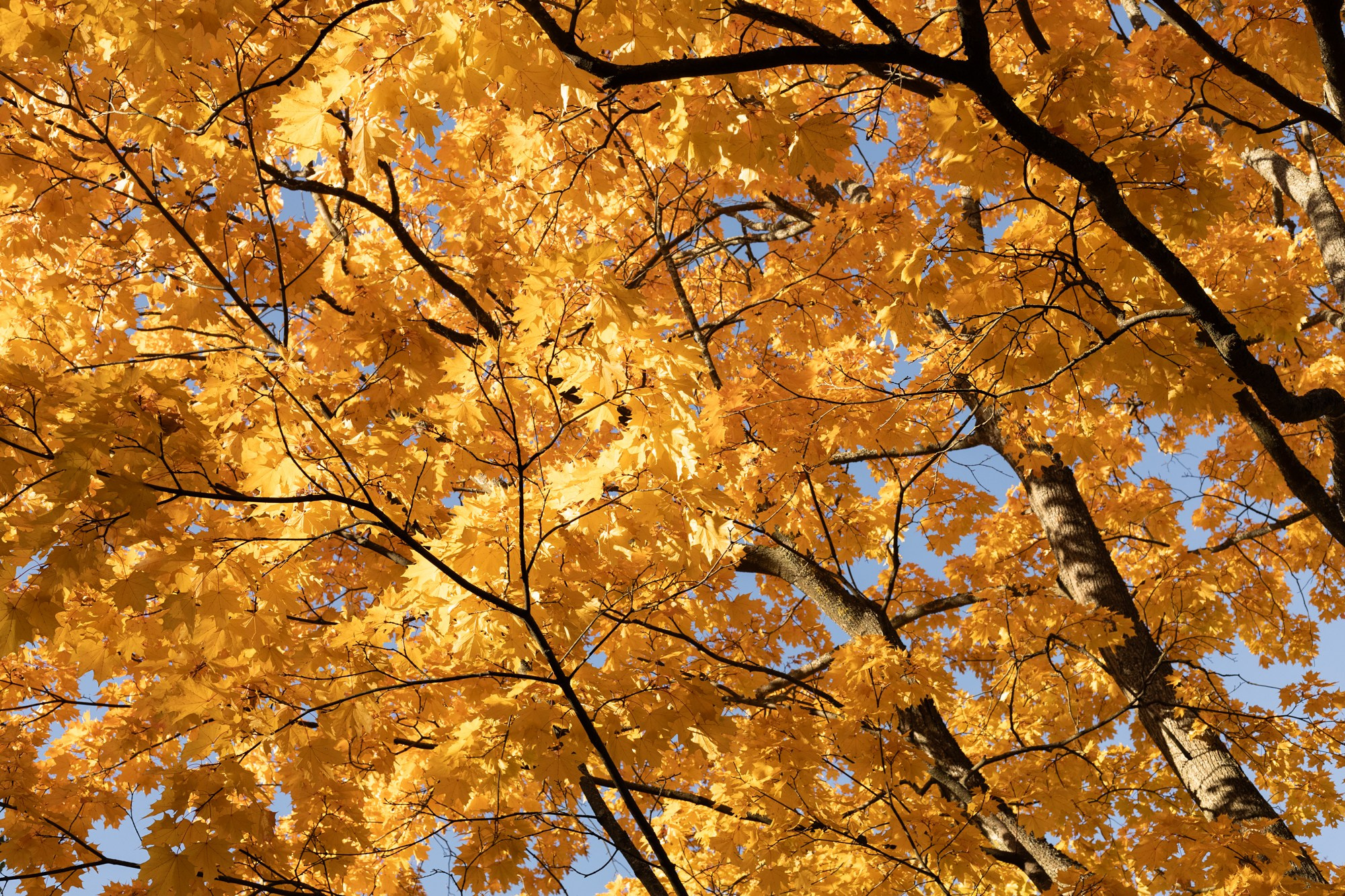 Лена. Фотограф в Санкт-Петербурге Смирнова Диана