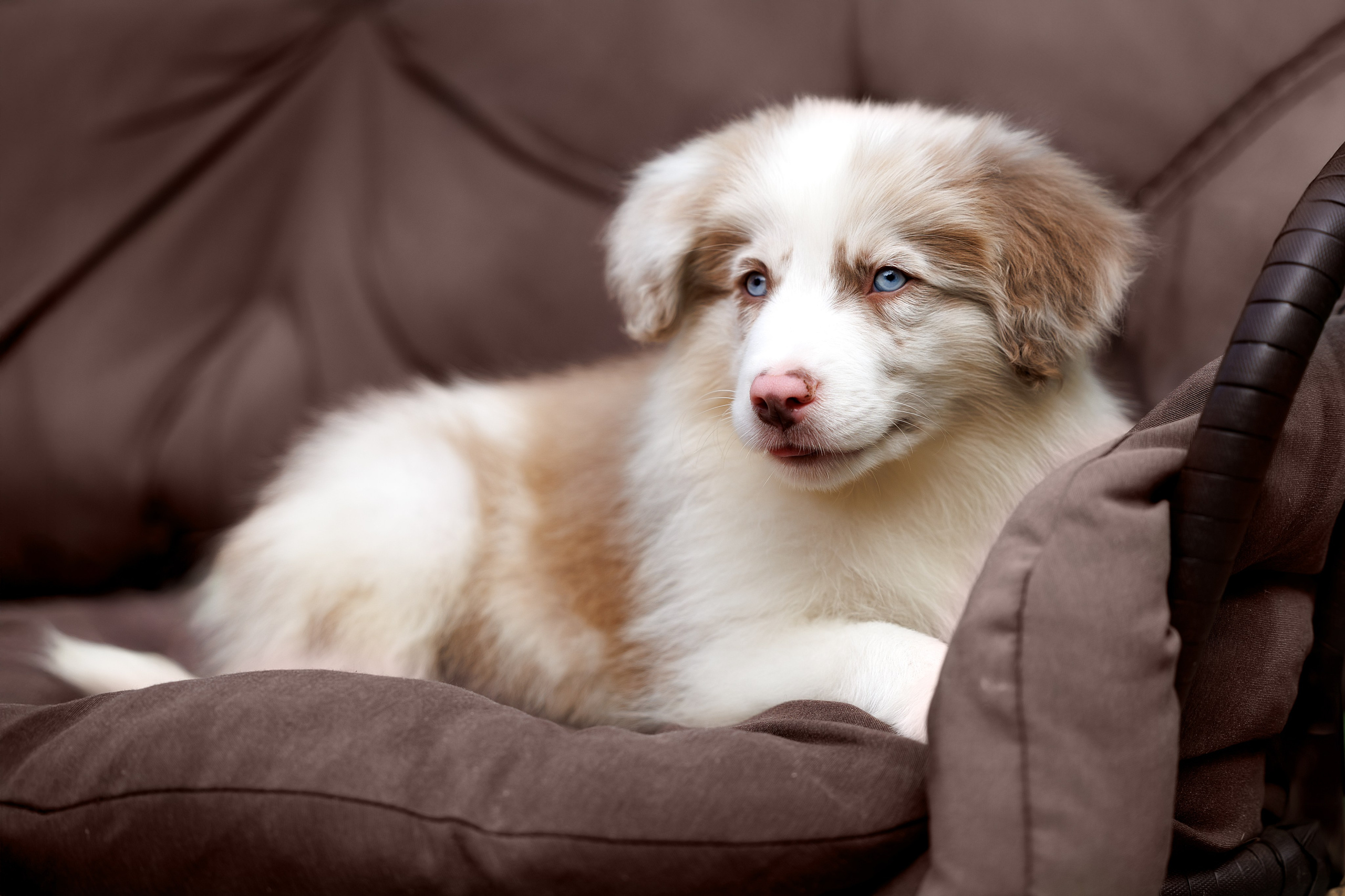 Портфолио: Фотосъёмка щенков в Москве и области — трогательные моменты. Фотограф-анималист и бренд-фотограф в Москве | Фотография собак, людей, бизнес-портрет