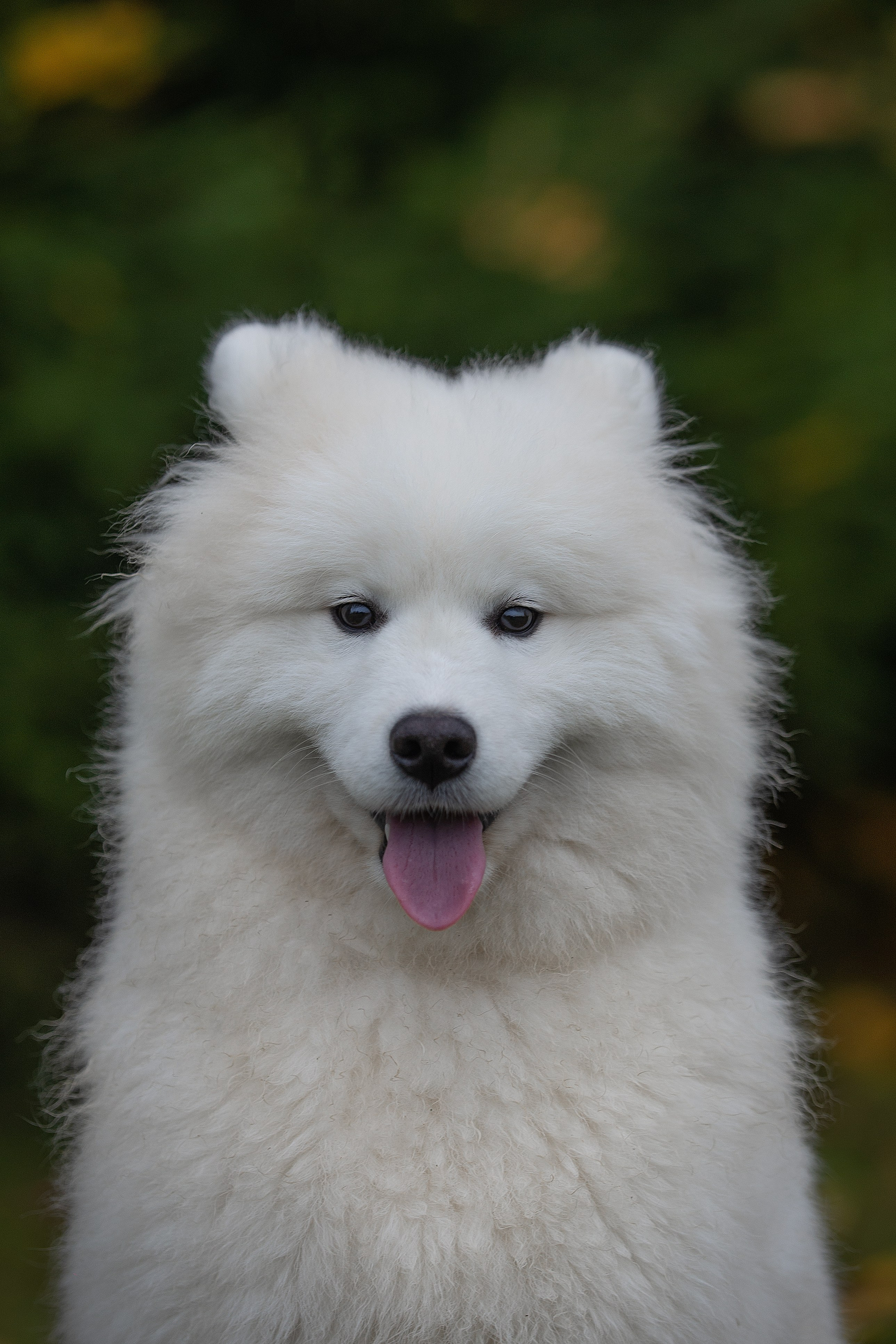Собаки питомника Версаль. Творческий фотограф Вологда