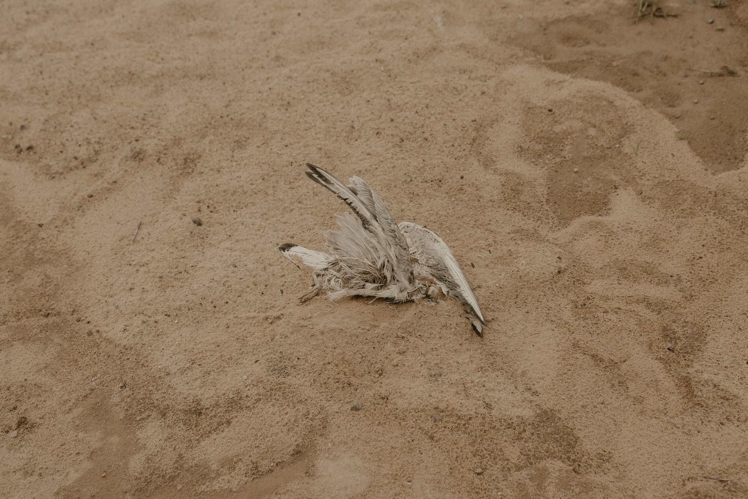 Stas + Lusine. Фотограф/видеомейкер в Минске, Москве, Витебске, видеосьемка