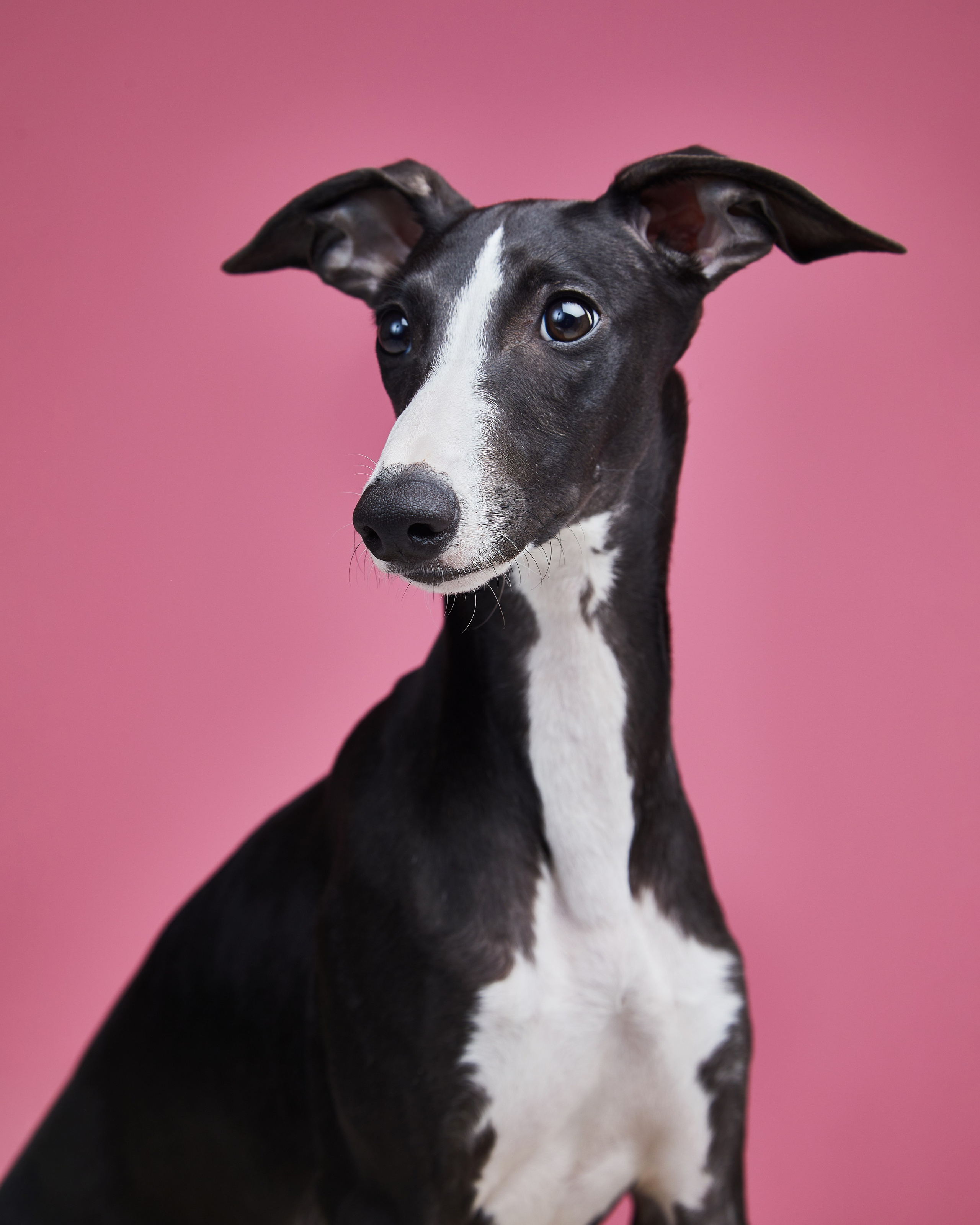Pets Photography / Фотограф Собак