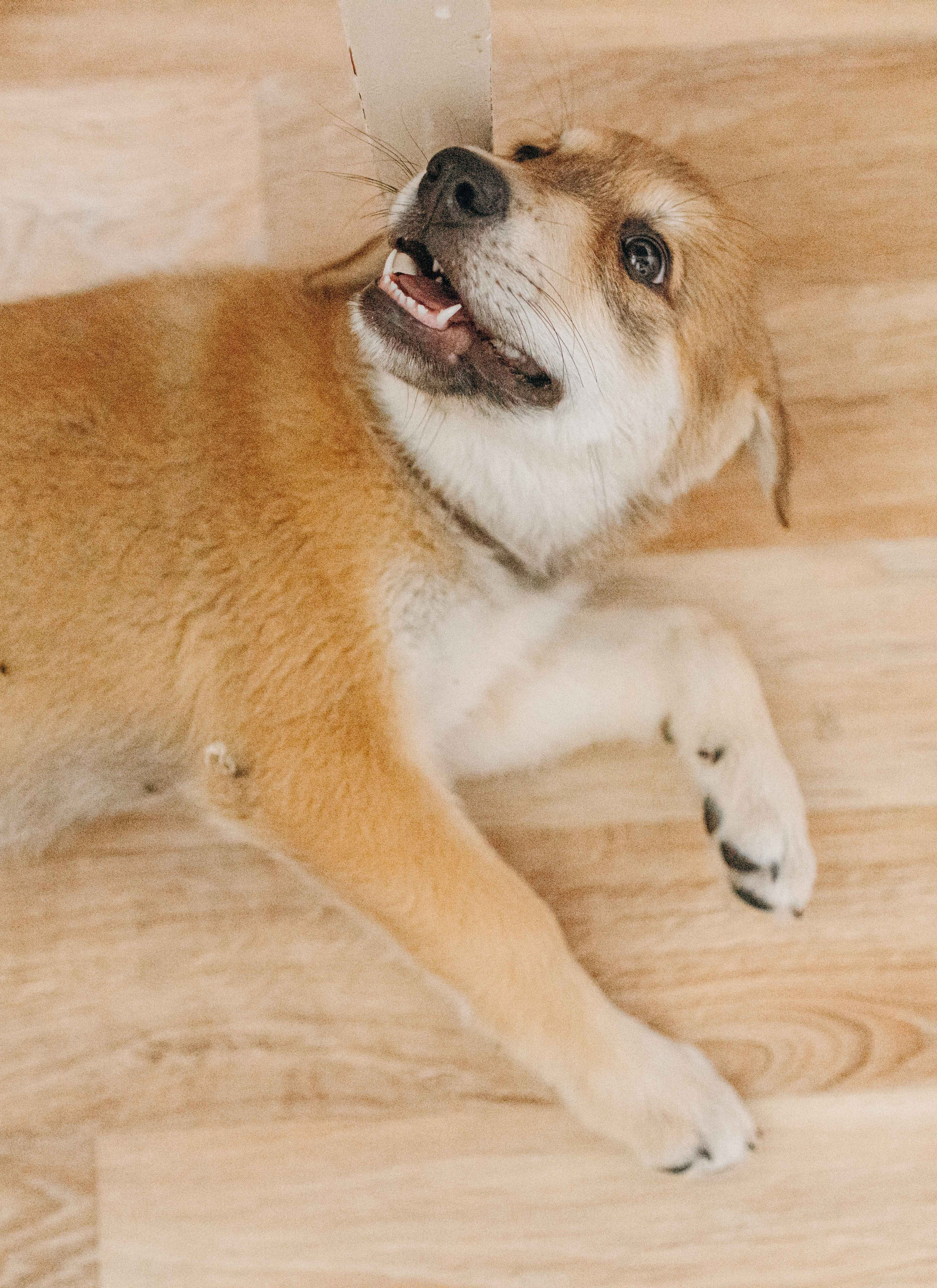 Щеночки на кухне. Фотограф-анималист в Москве Лера Черноног