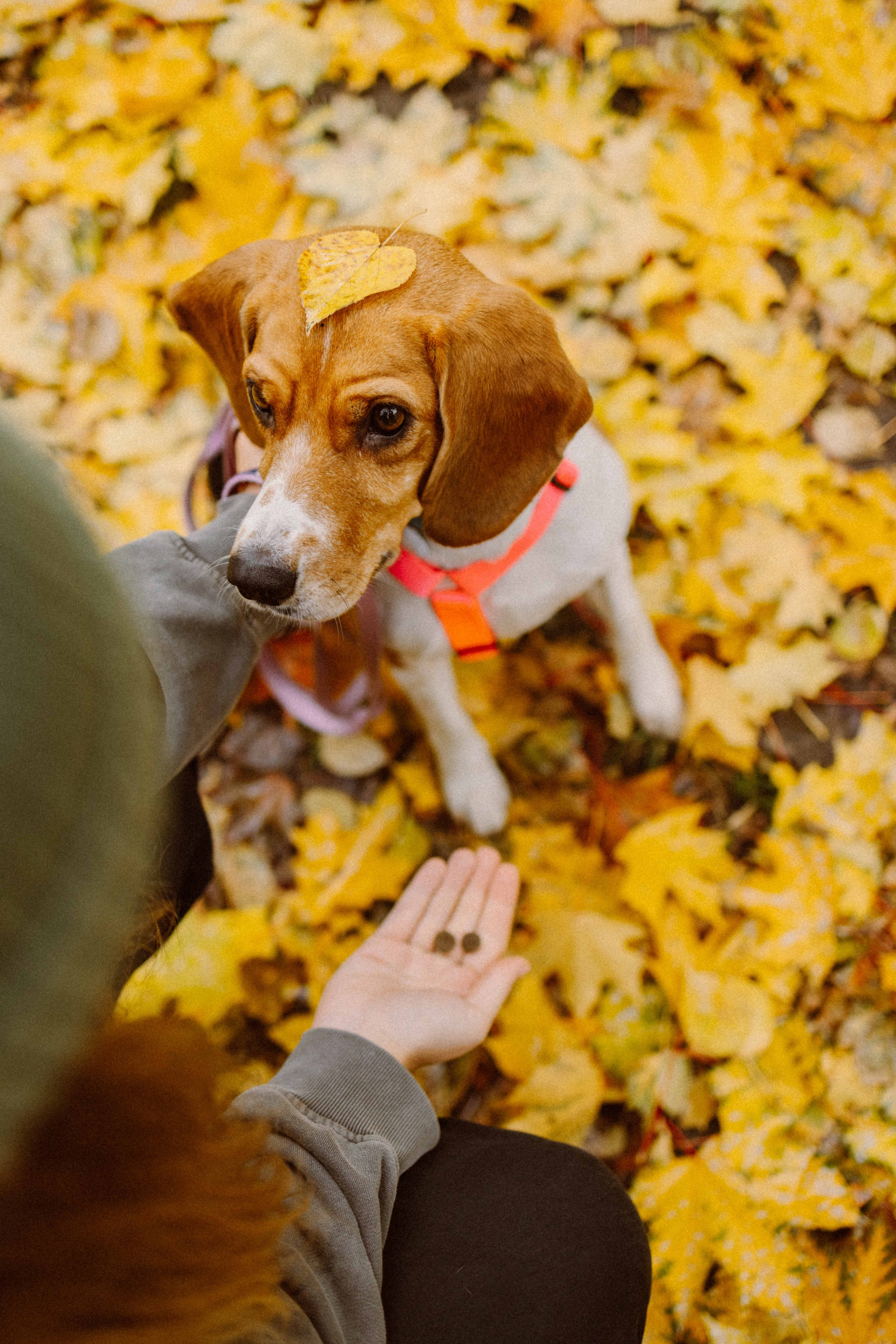 Света и Ива. Фотограф-анималист в Москве Лера Черноног