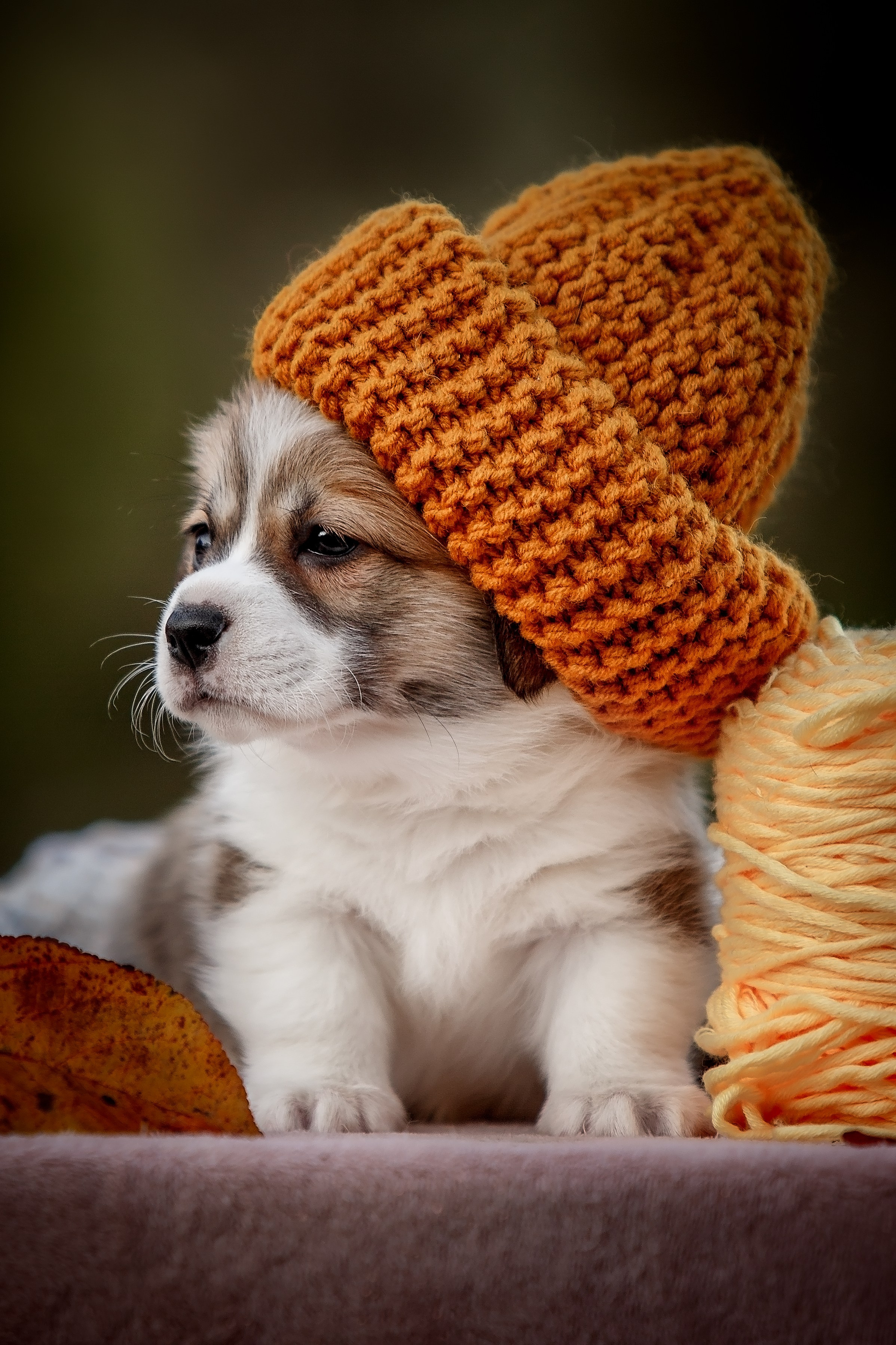 Анималистика. Репортажный фотограф Мария Мадзик