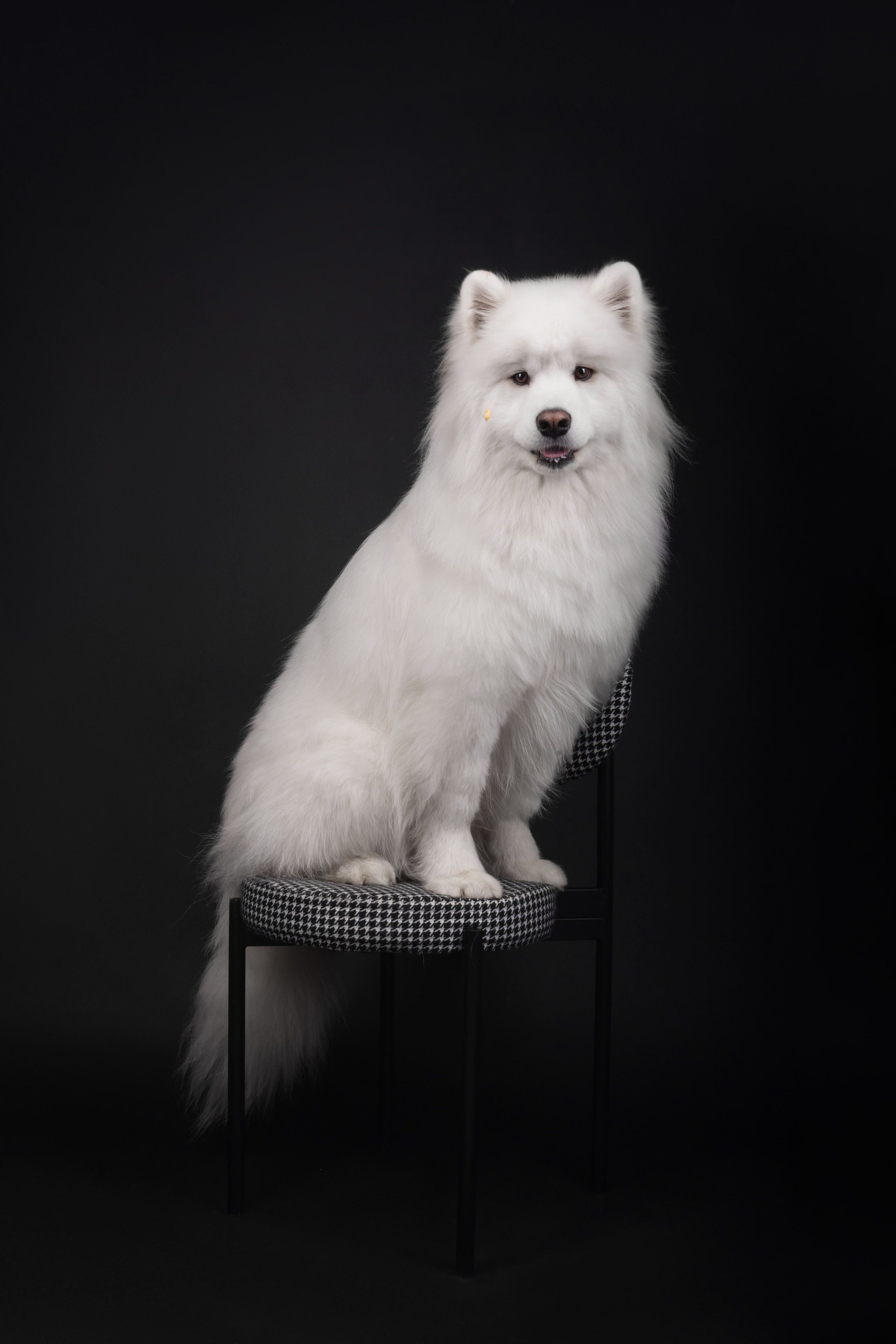 Самоеды в студии. Фотограф анималист в Москве Майорова Евгения