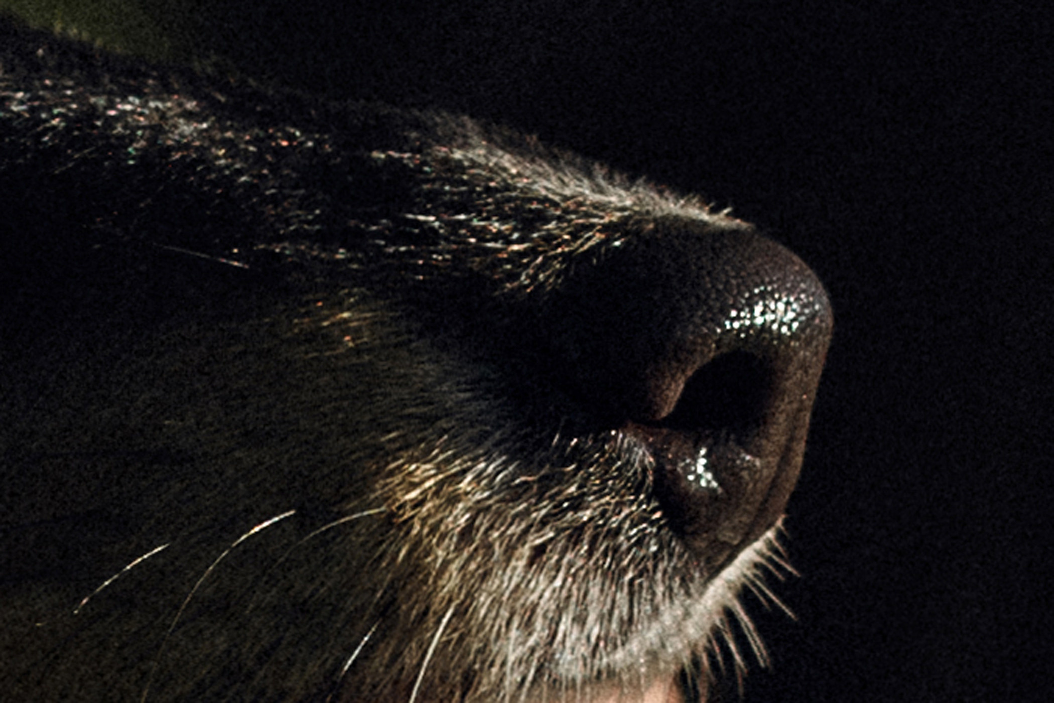 Пошли гулять с собакой?. Фотограф в Санкт-Петербурге Вера Сивенкова