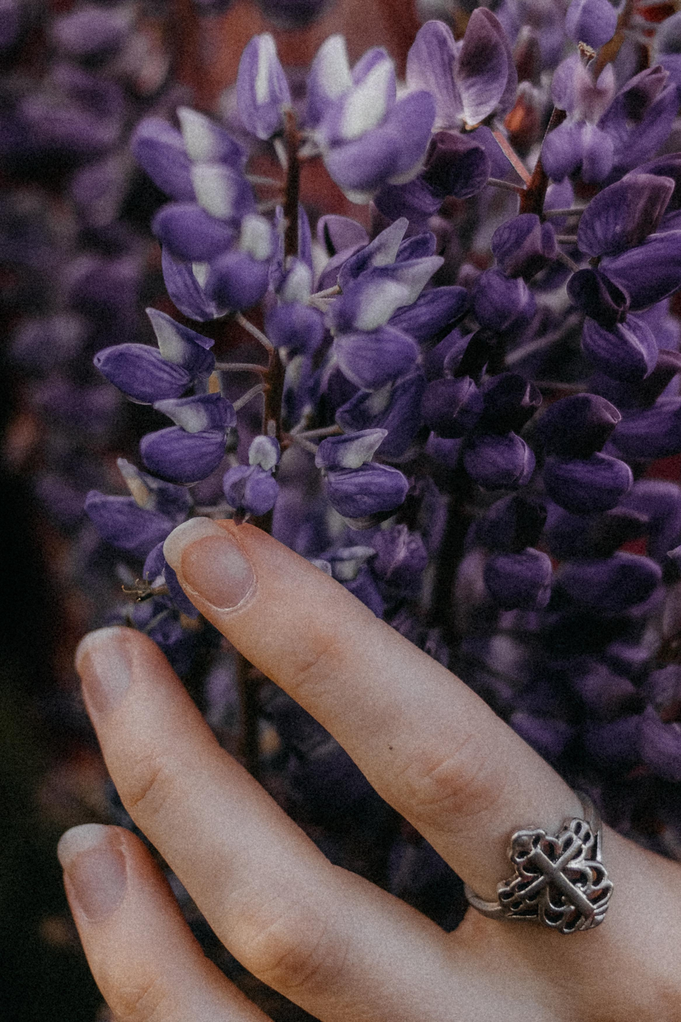 Люпиновая. Фотограф в Санкт-Петербурге Вера Сивенкова