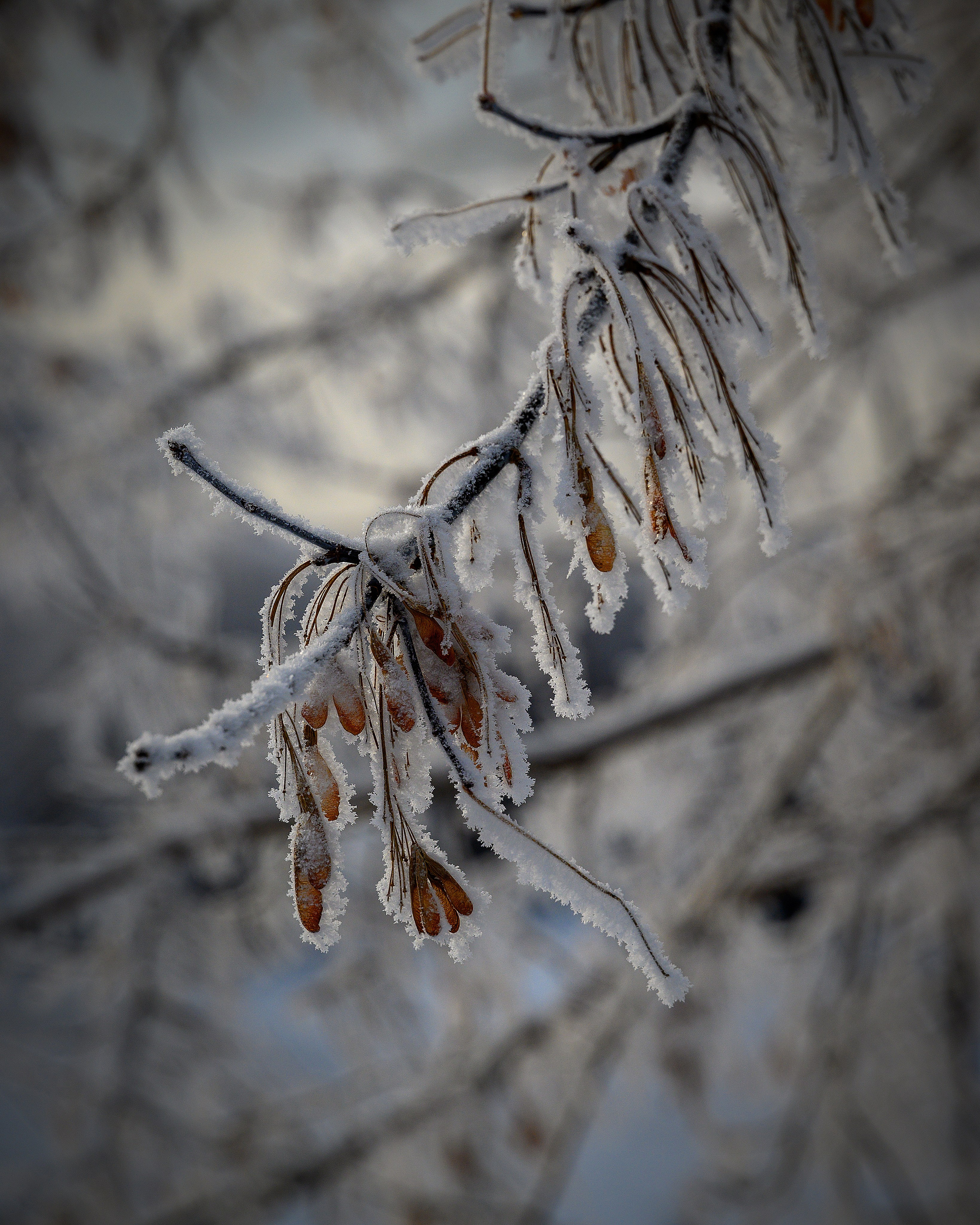Сибирская зима прекрасна!. FotoGraf