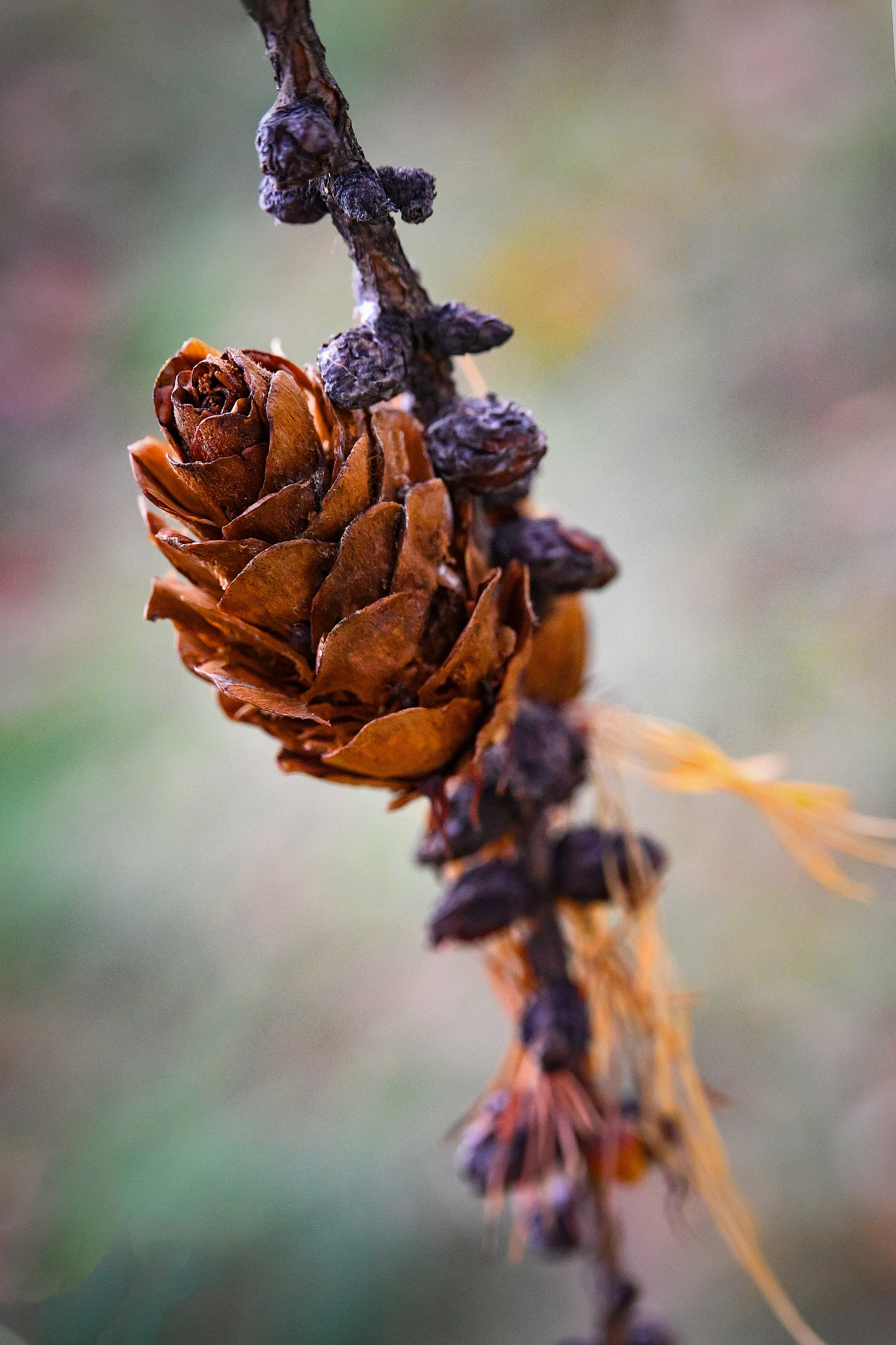 Осень. FotoGraf