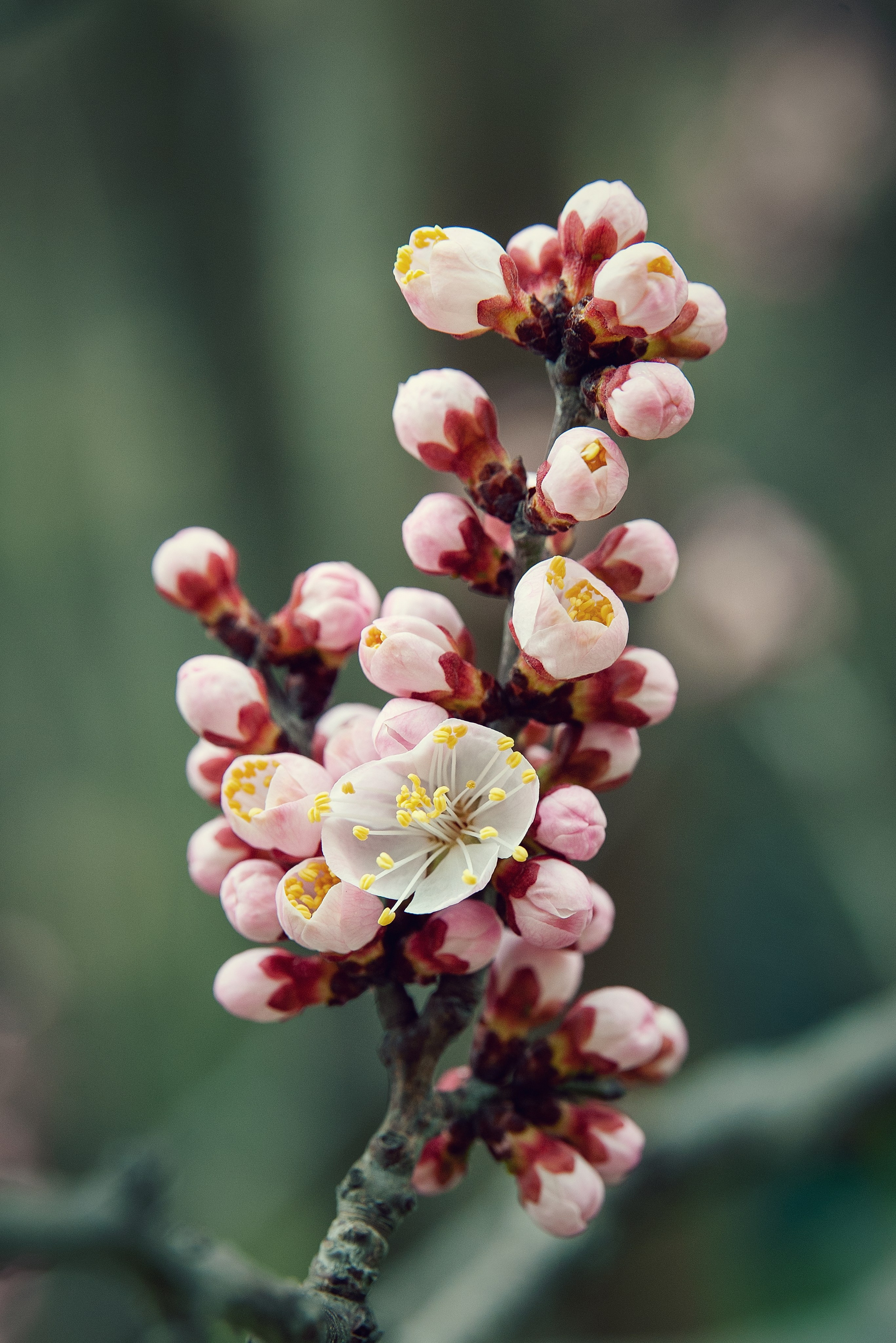 Весна. FotoGraf