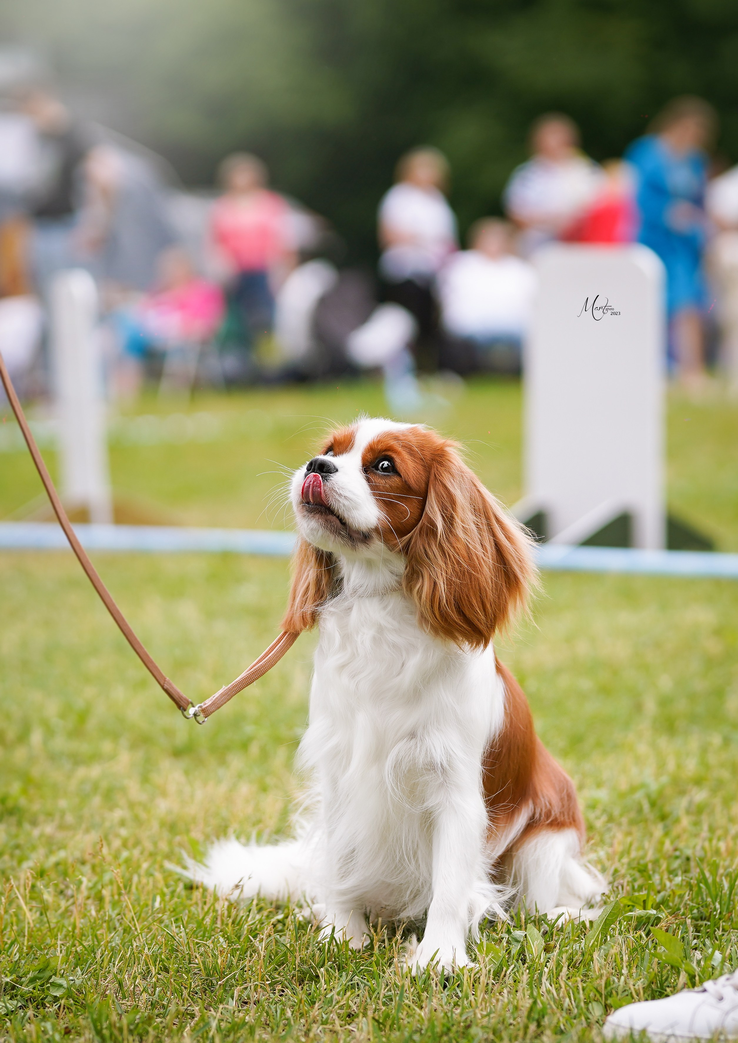 Выставки 2023. Фотограф-анималист в Санкт-Петербурге Яна Мартынова