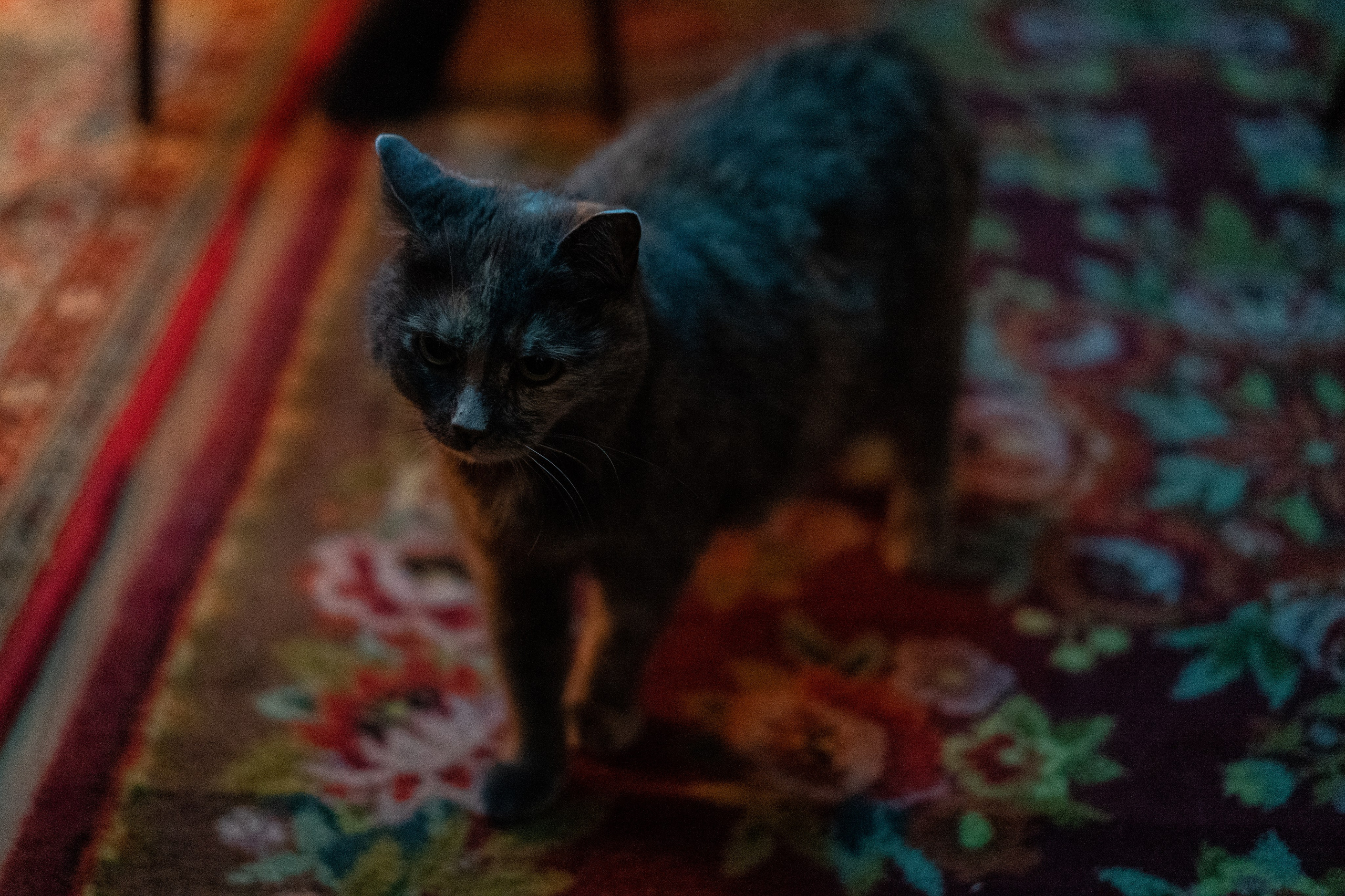 «Дыхание мёртвого леса» 2023  режиссер Евгений Татаров. Ольга Ибатуллина