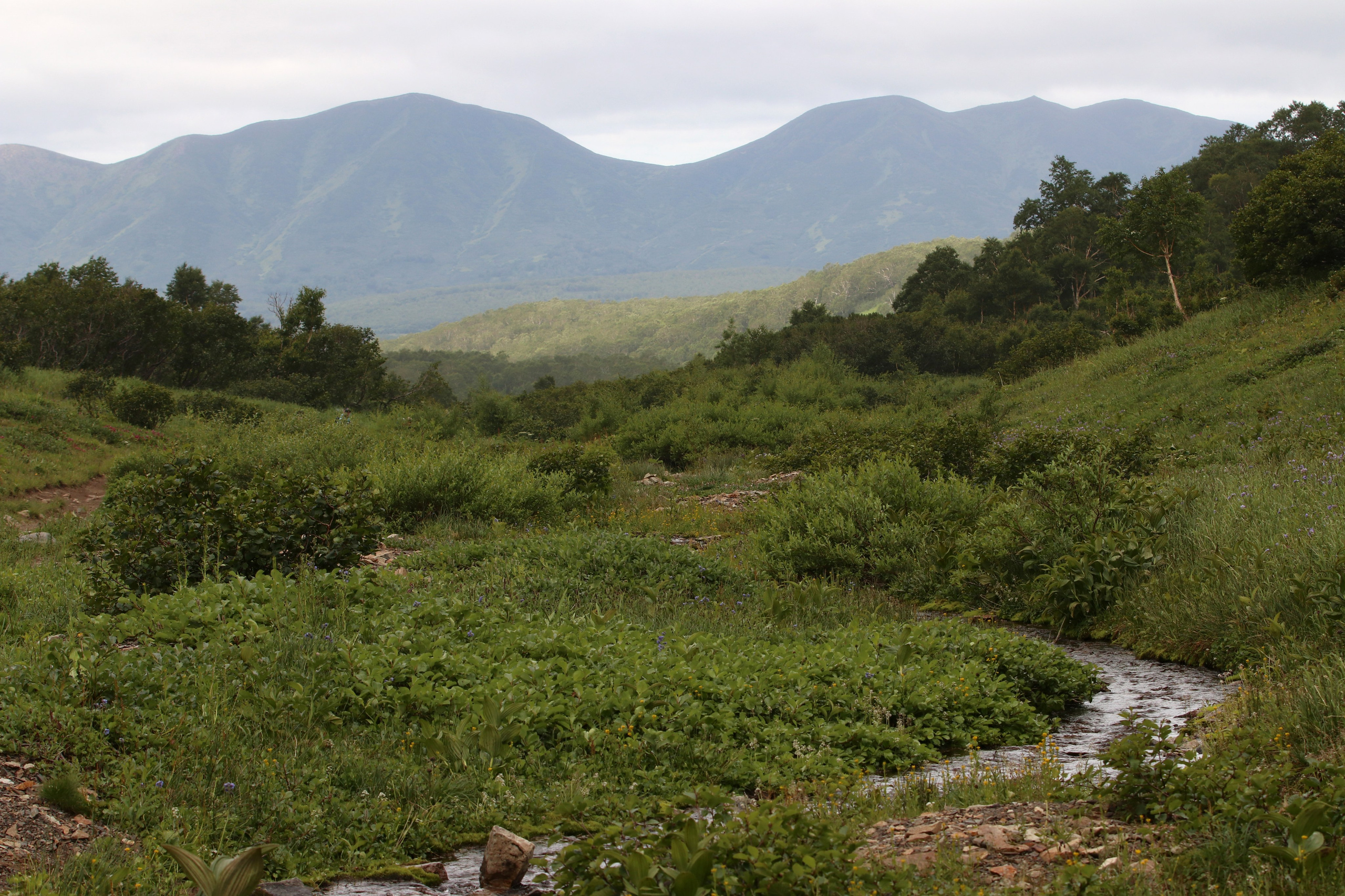 Камчатка и о. Парамушир. Июль 2024. Путешественник-фотограф из Санкт-Петербурга Татьяна Свистулина