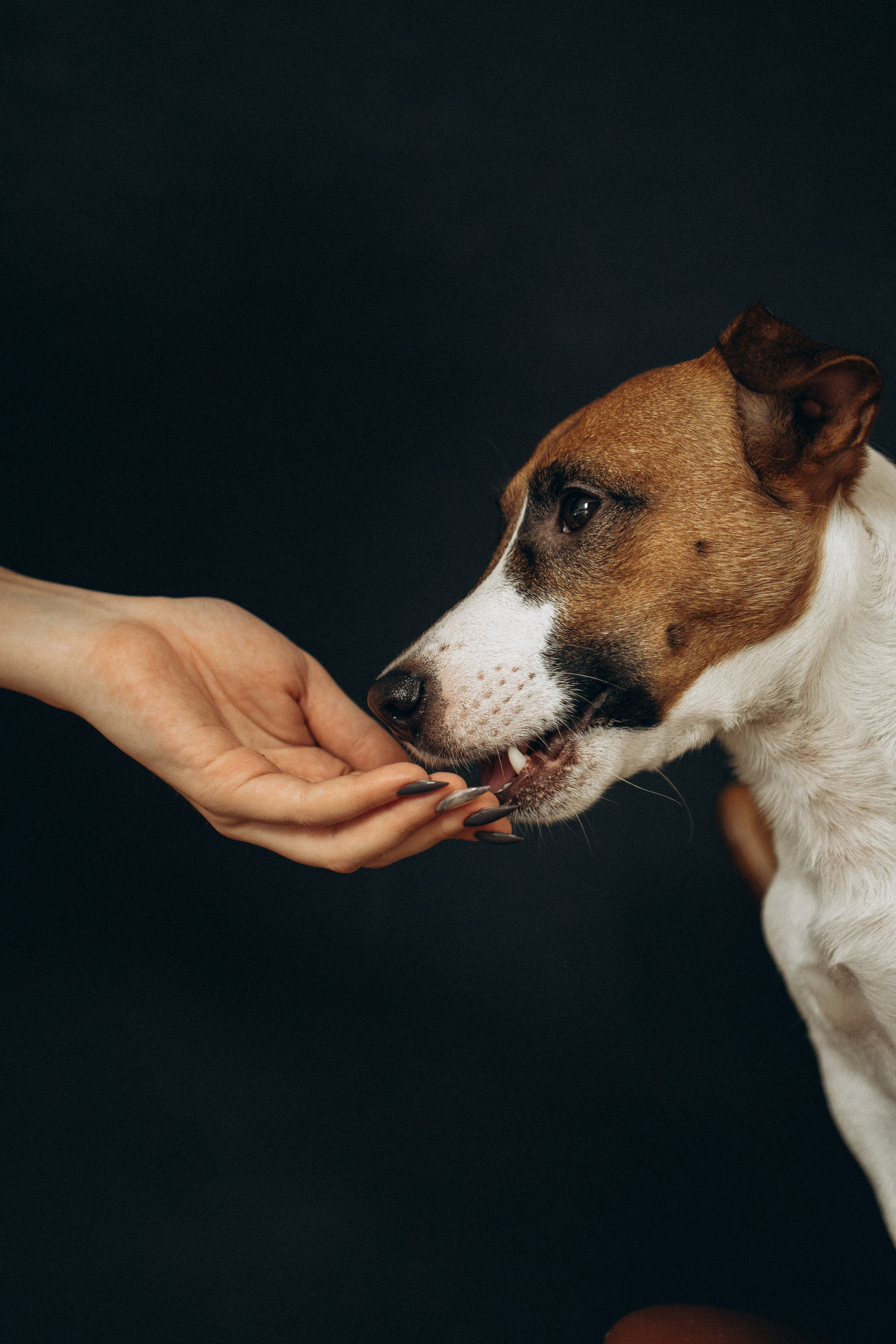 Orozyme&Emmiepet. Фотораф — анималист Мария Шистка