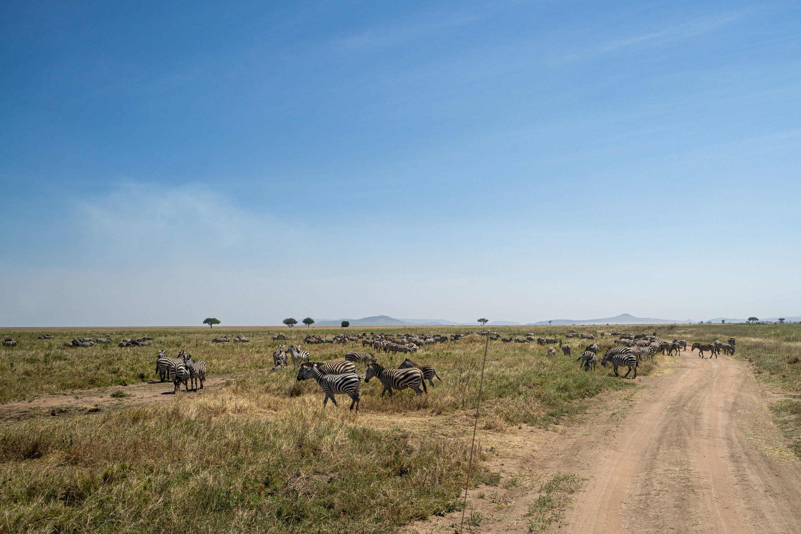 Танзания, сафари, 2025. Творческие сьемки