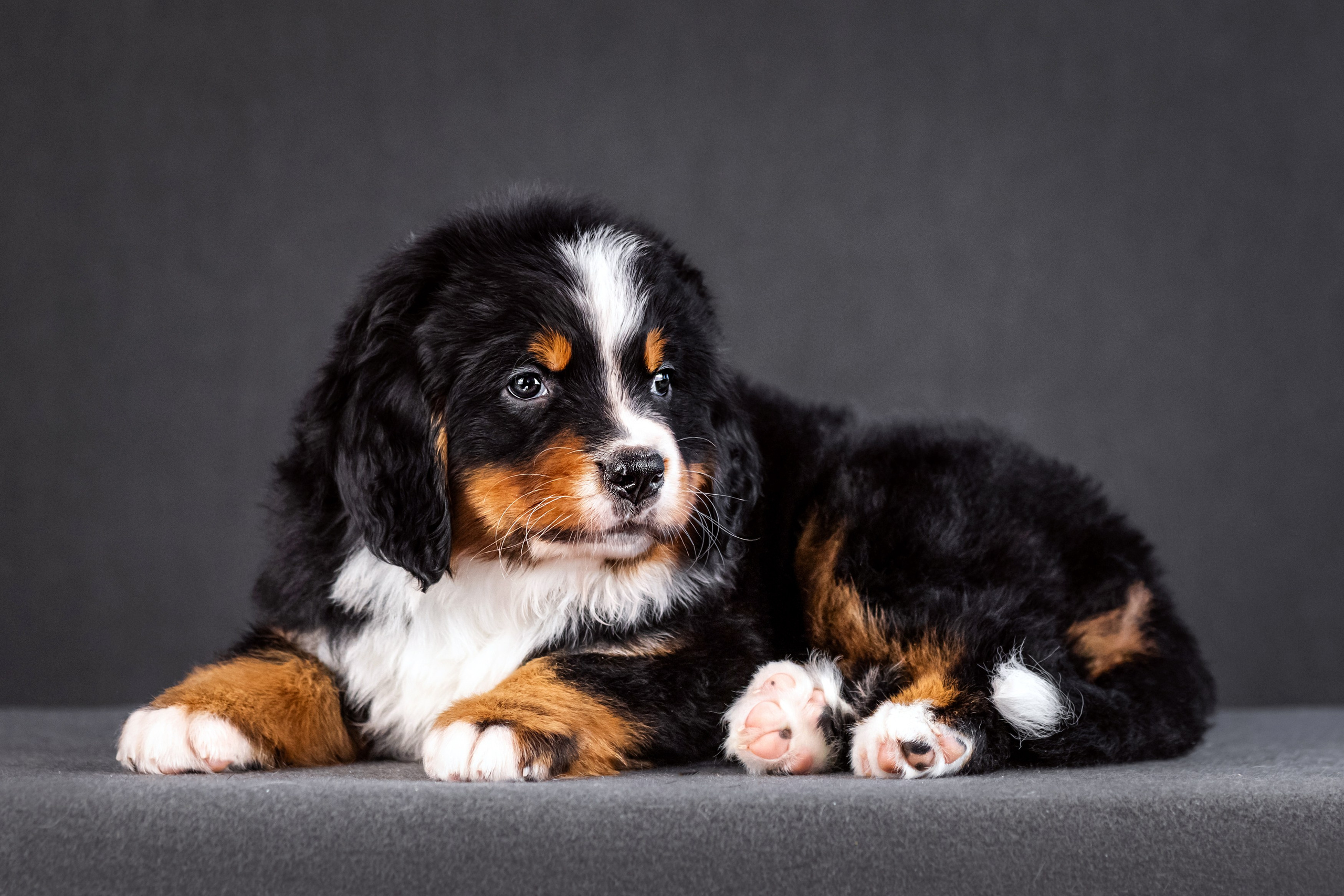 Берны. Фотограф анималист Аня Ливанова | Рыбинск
