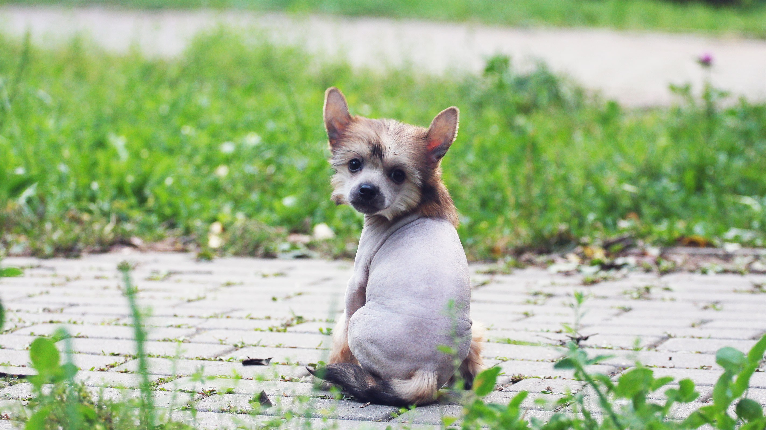 Litter C. Chinese Crested Dog Kennel Poale Ell