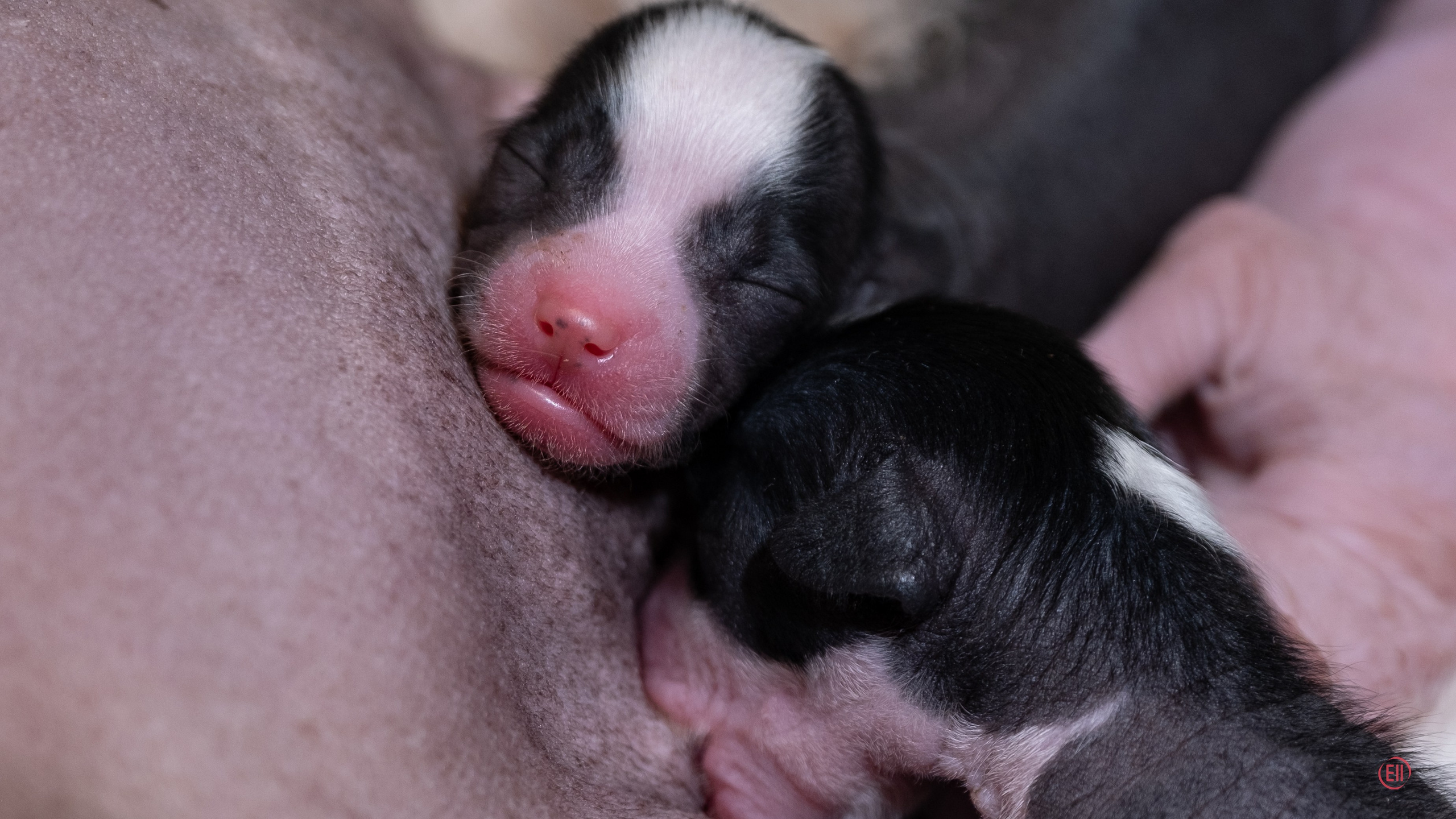 4-й день. Poale Ell Dominika