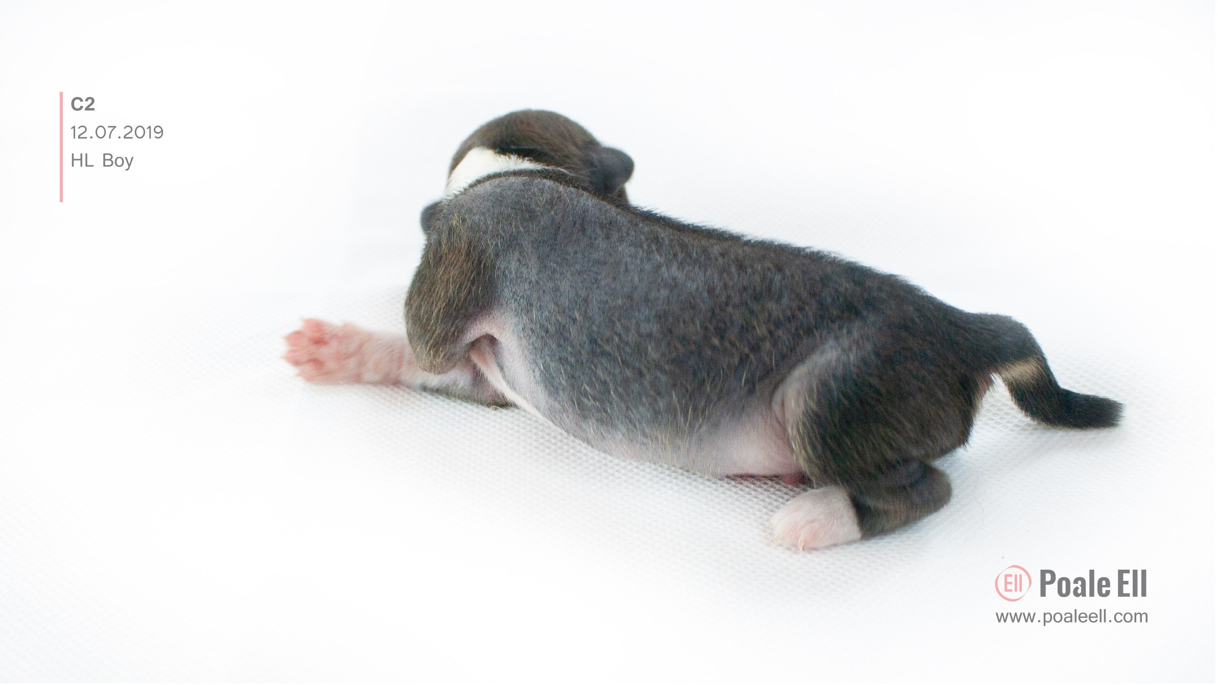 Litter C. Chinese Crested Dog Kennel Poale Ell