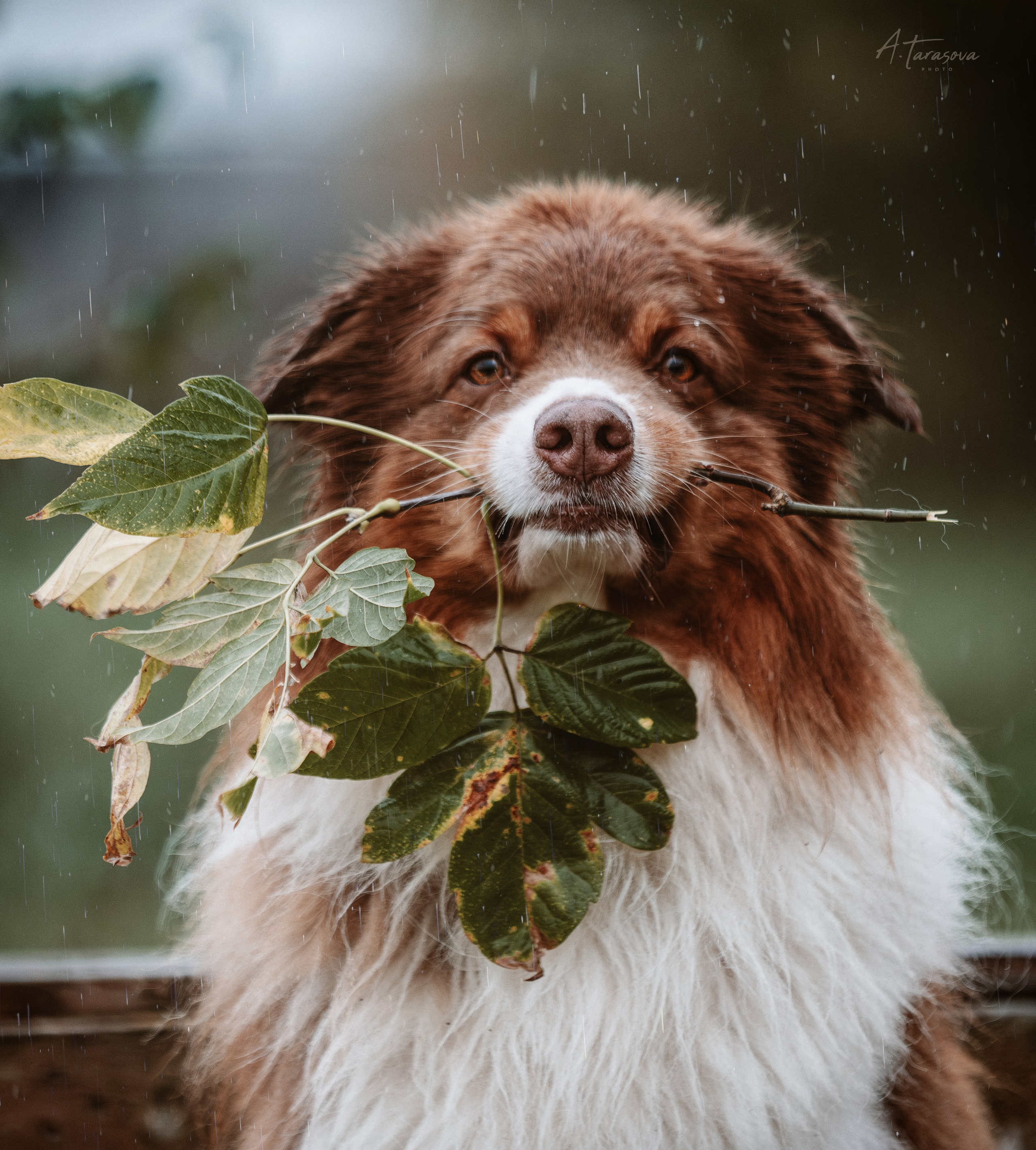 Фотограф-анималист, семейный фотограф в Москве и Подмосковье. Фотосъёмка кинологических дисциплин