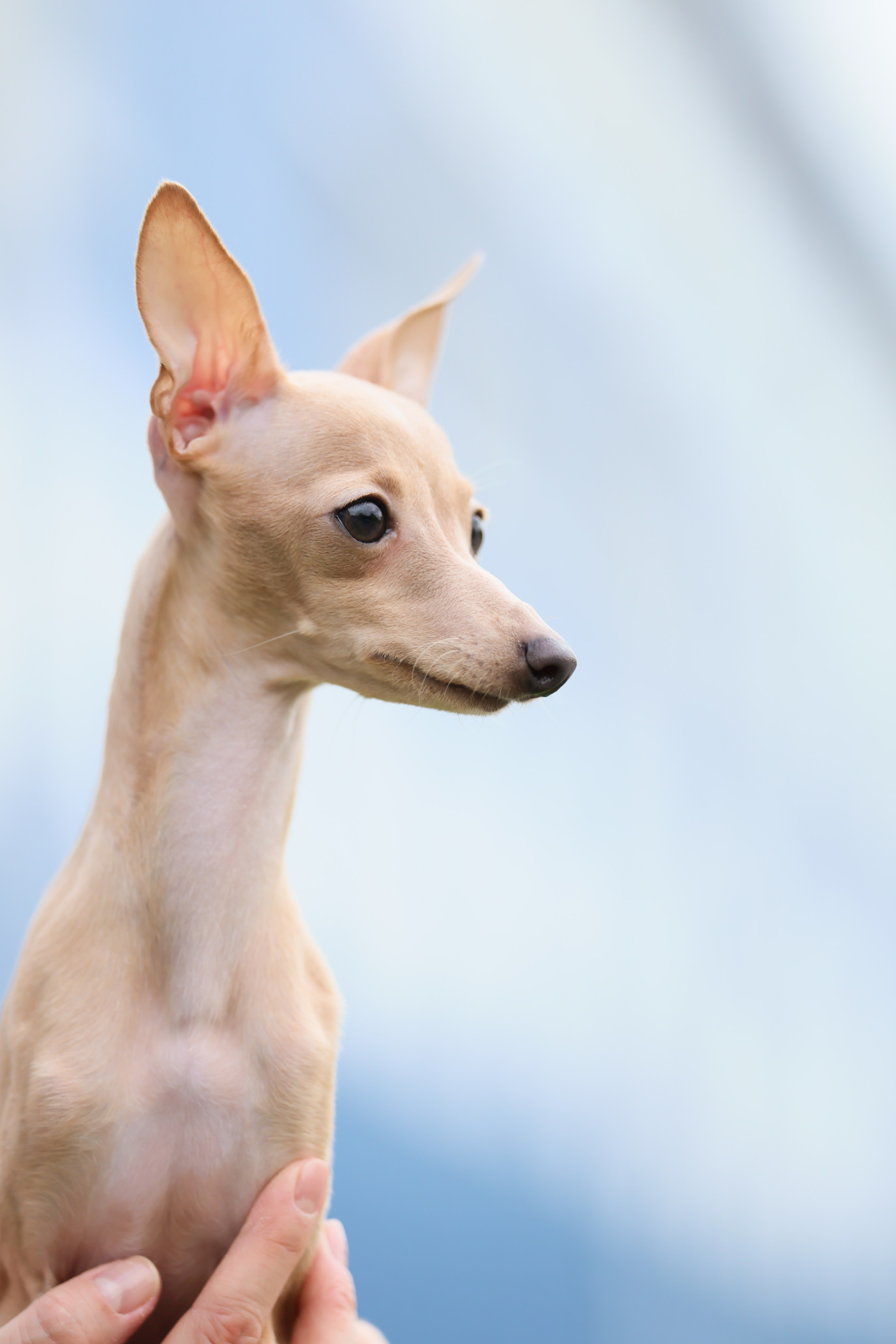 Кремовая Лекси. Professional Italian Greyhound Kennel RKF/FCI ASTI SAPPHIRE 💎 Sochi|St. Petersburg