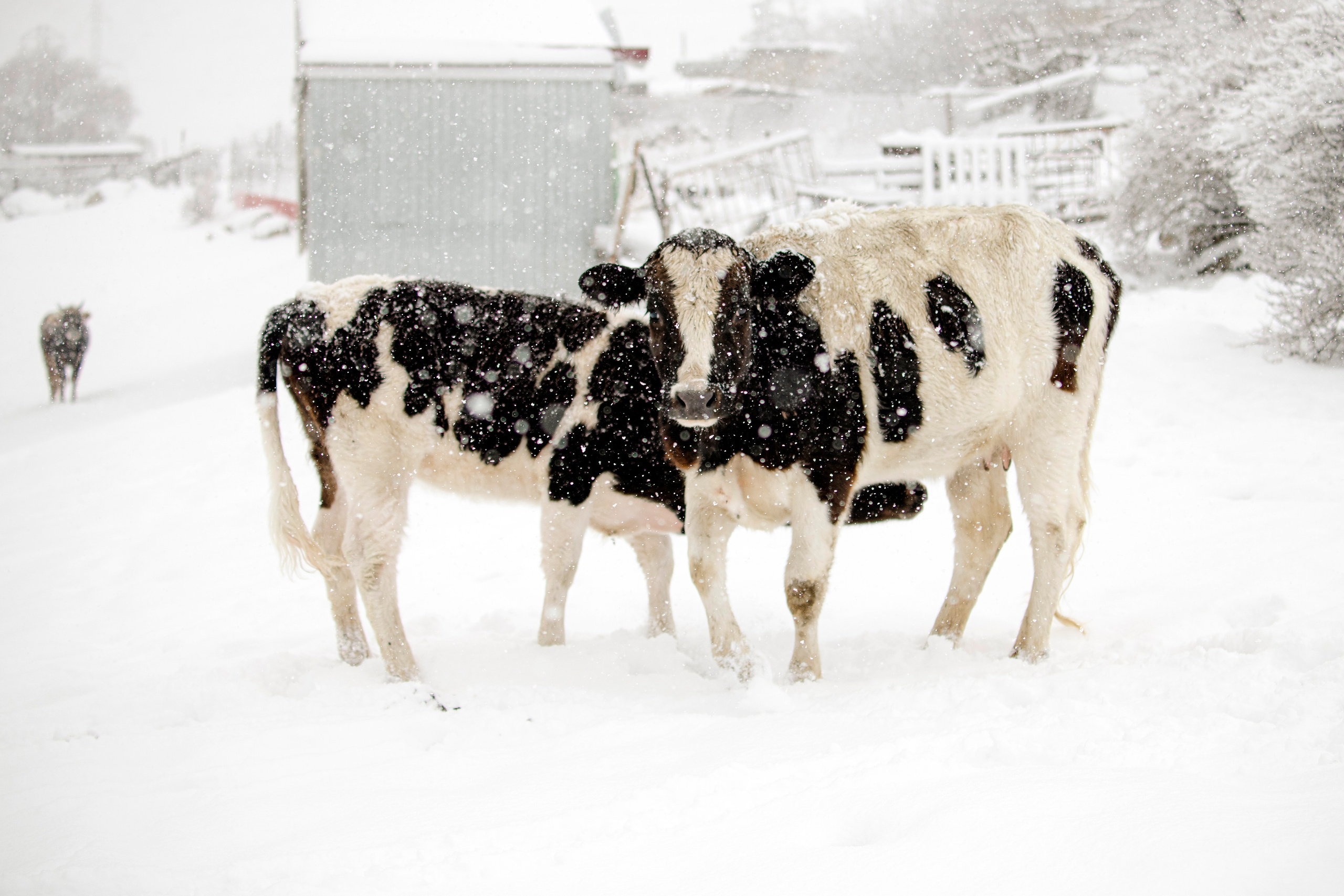 Цветные фотографии. Фотографии Лены Соколовой