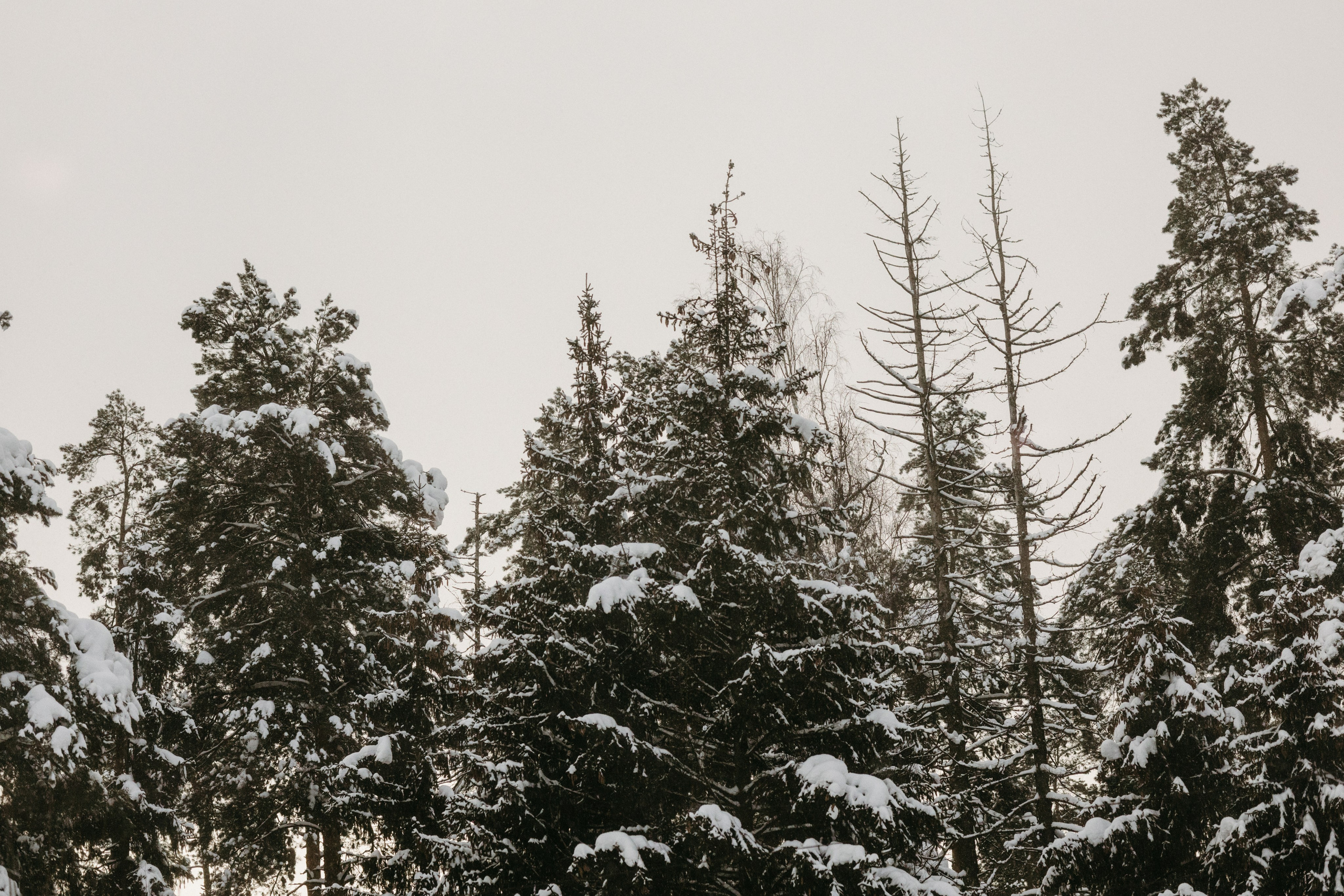 Виды из поезда. Фотограф Эльмира Лин