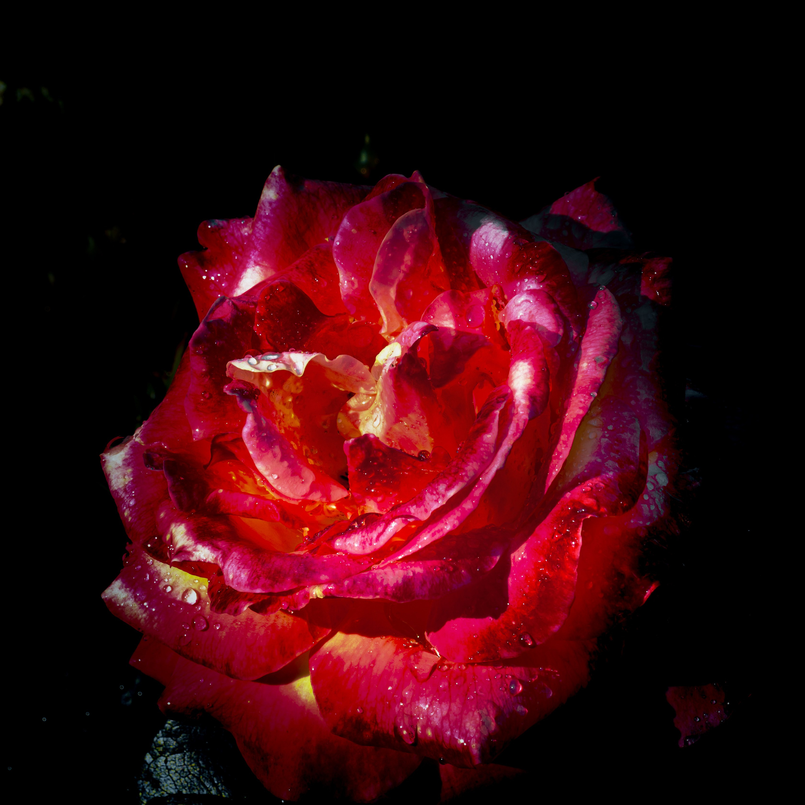 Розы. Медиапродюсер, фотограф в Минеральных Водах —Виктор Холодов