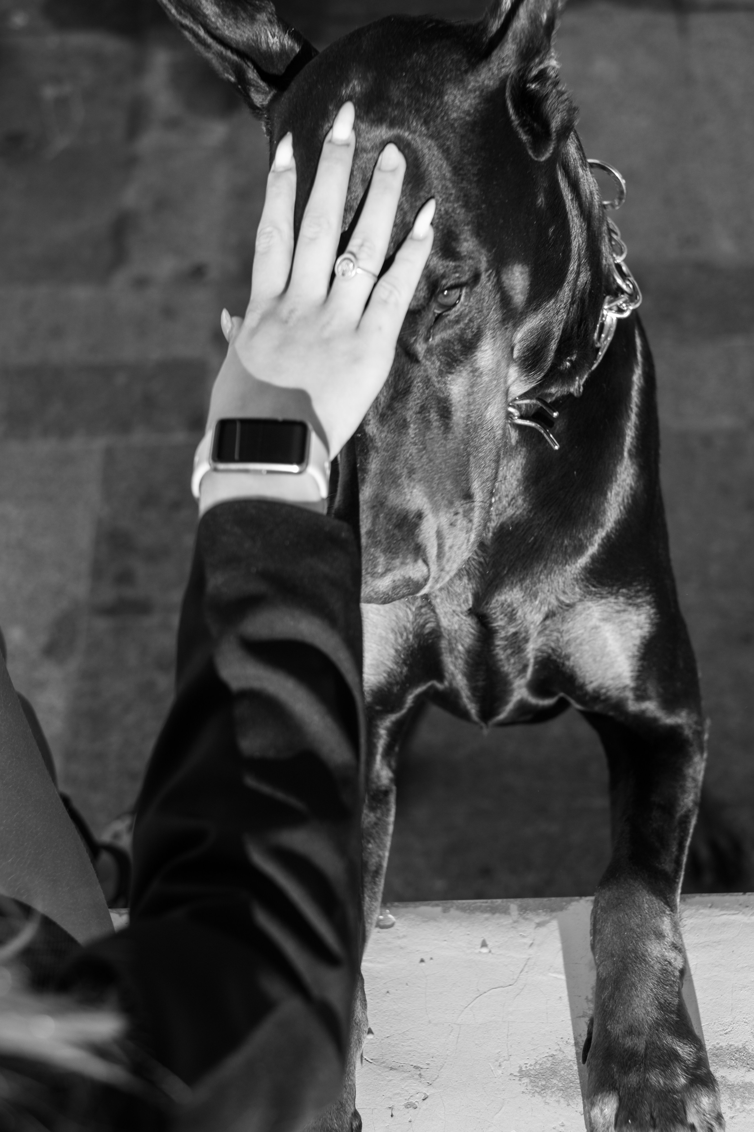 Фотосессия с Доберманом. Профессиональная фотосъемка в Крыму. Натуральные эмоции и живые кадры. Забронируйте дату прямо сейчас!