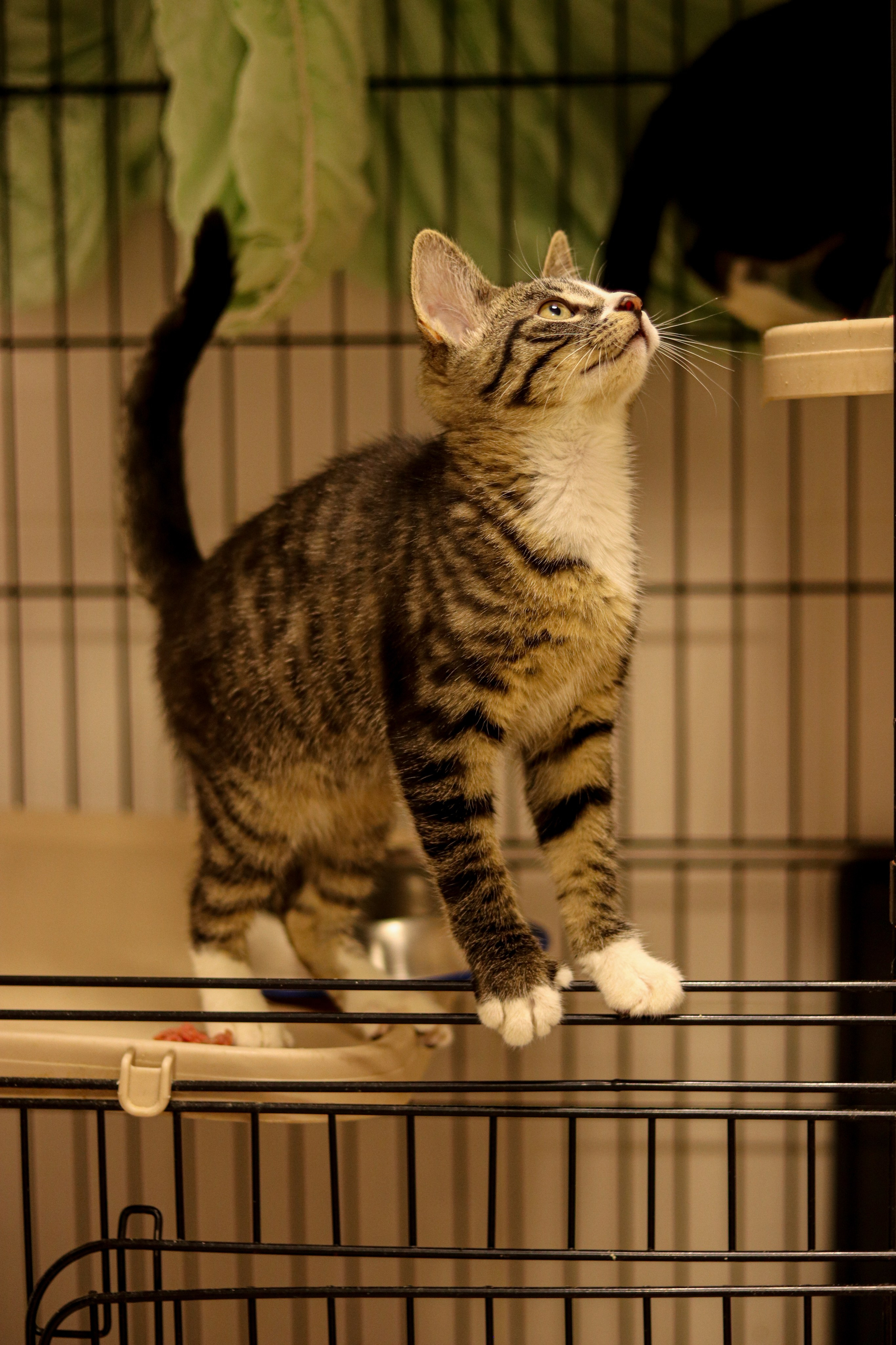 Петербургский дом кота (27 июня 2024). Ивентный фотограф в Санкт-Петербурге Олег Комков