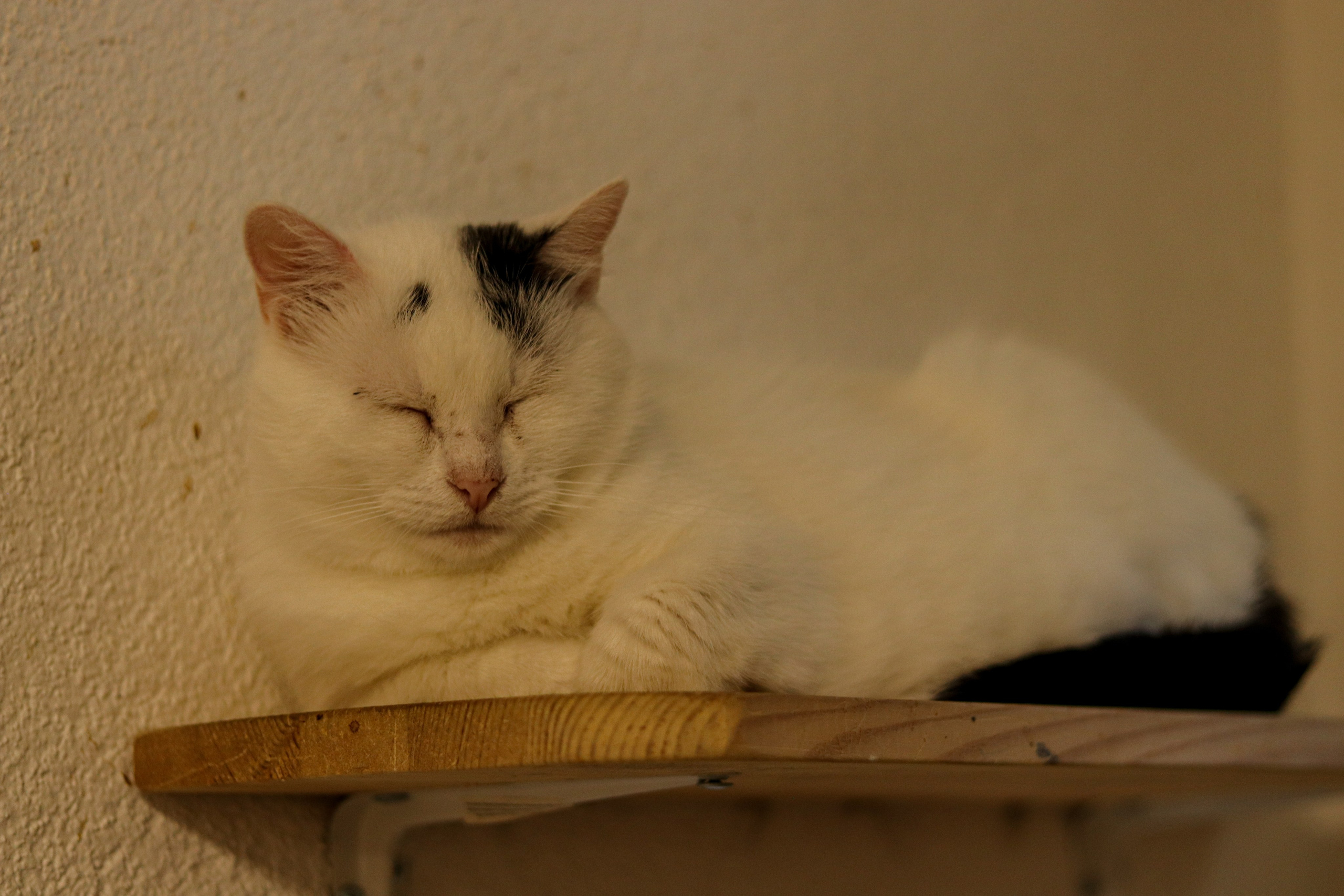 Петербургский дом кота (27 июня 2024). Ивентный фотограф в Санкт-Петербурге Олег Комков