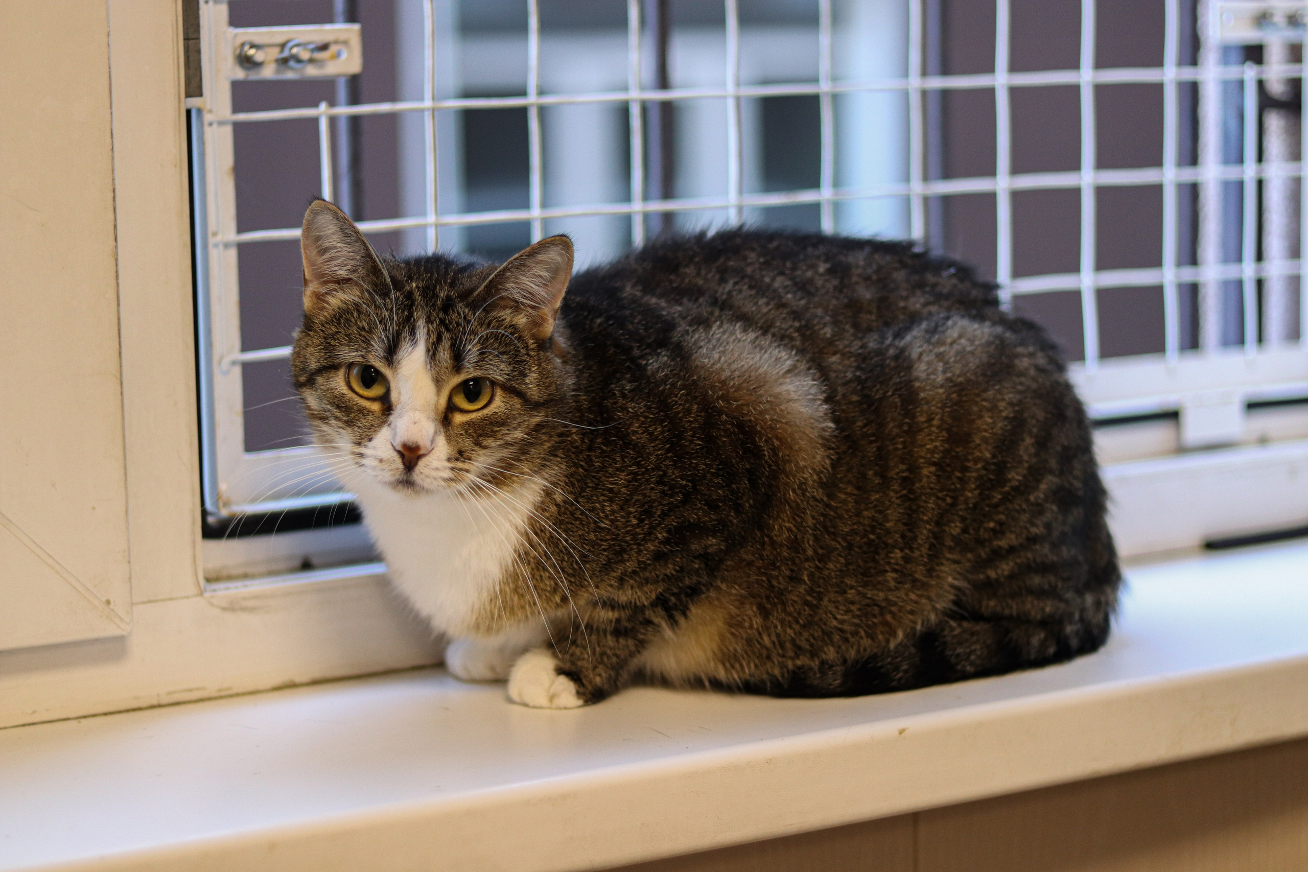 Петербургский дом кота (27 июня 2024). Ивентный фотограф в Санкт-Петербурге Олег Комков