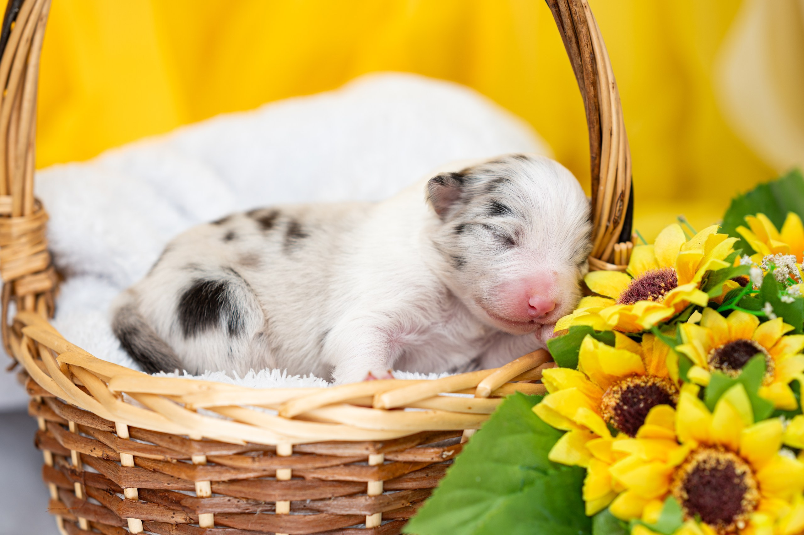 Заводчик Влада Эльман. Творческий фотограф Вологда