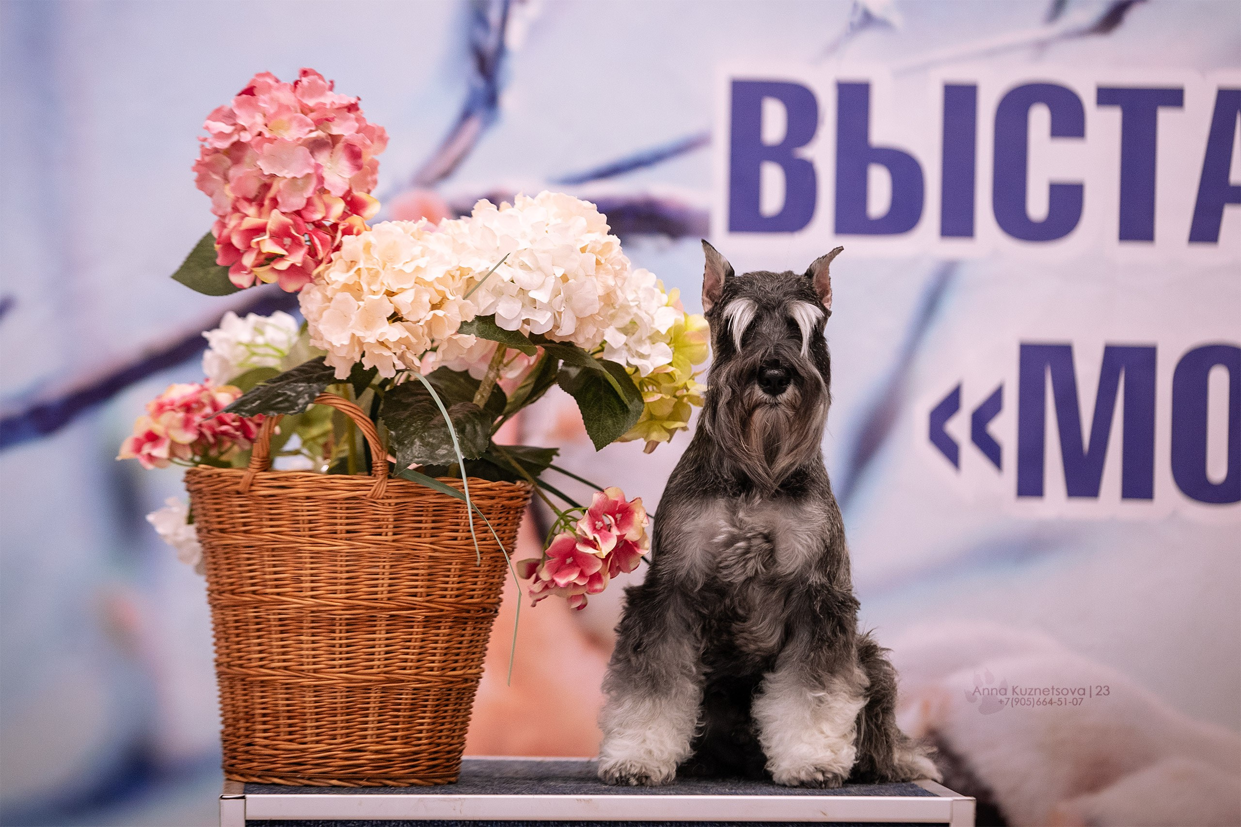 За рингом. Фотограф анималист Кузнецова Анна Нижний Новгород