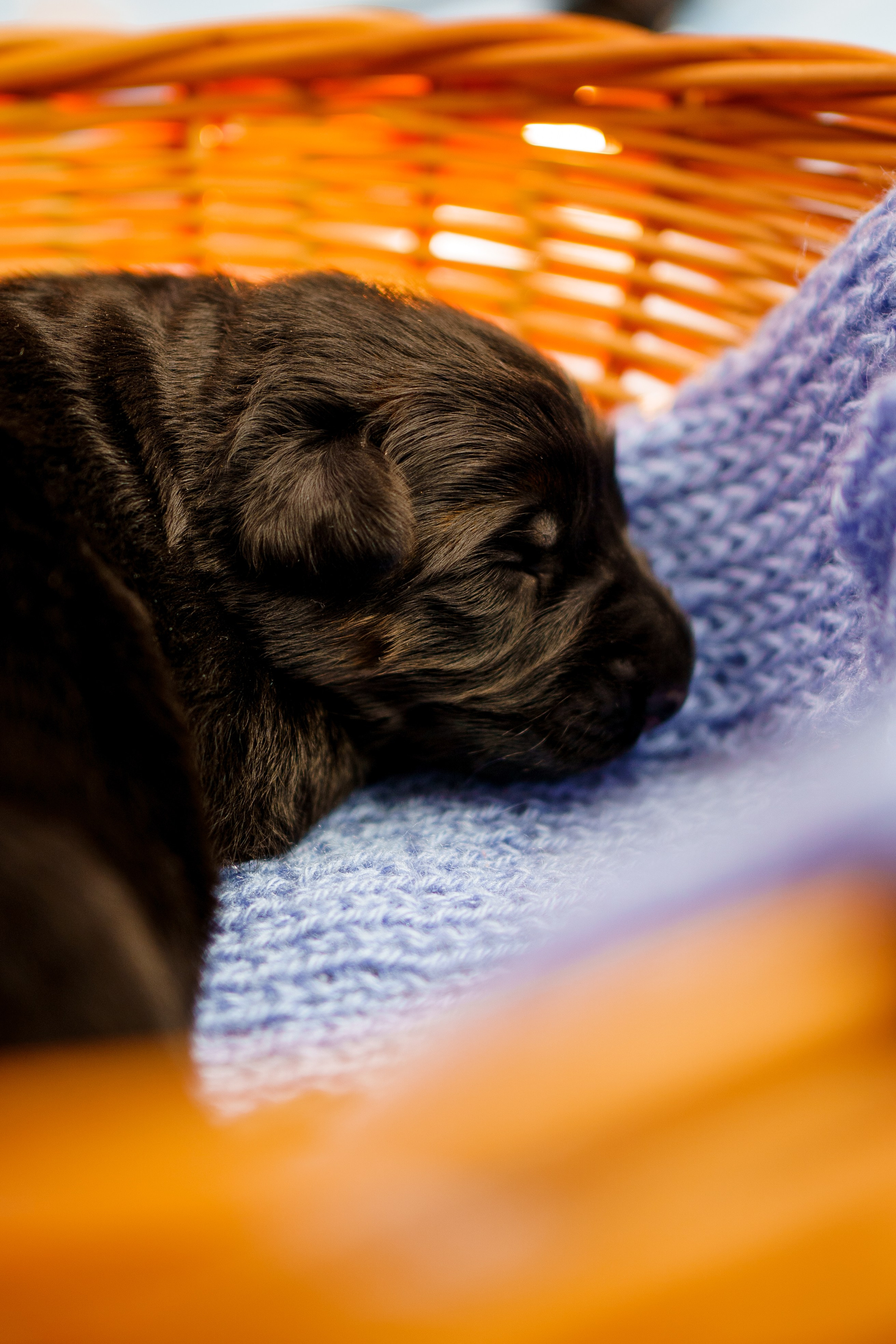 Новорожденные немецкие овчарки. Фотограф-анималист Анастасия Большакова