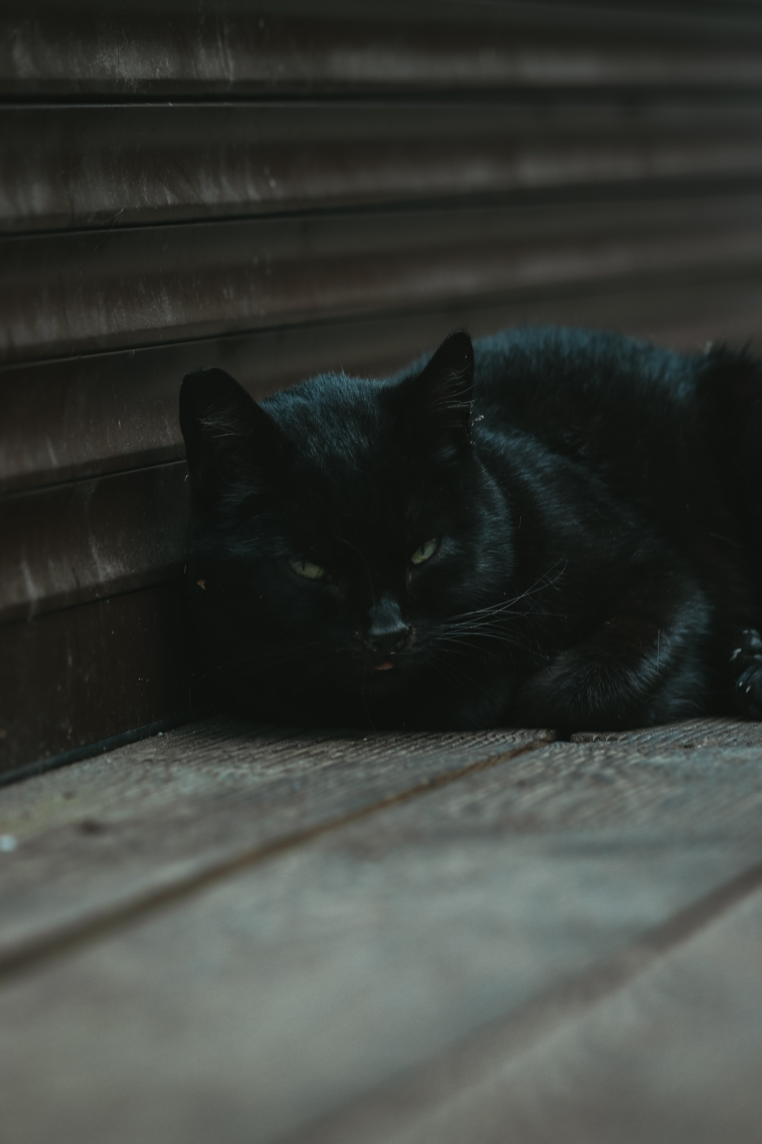 Р А З Н Ы Е — К О Т Ы. — Digital Noise —