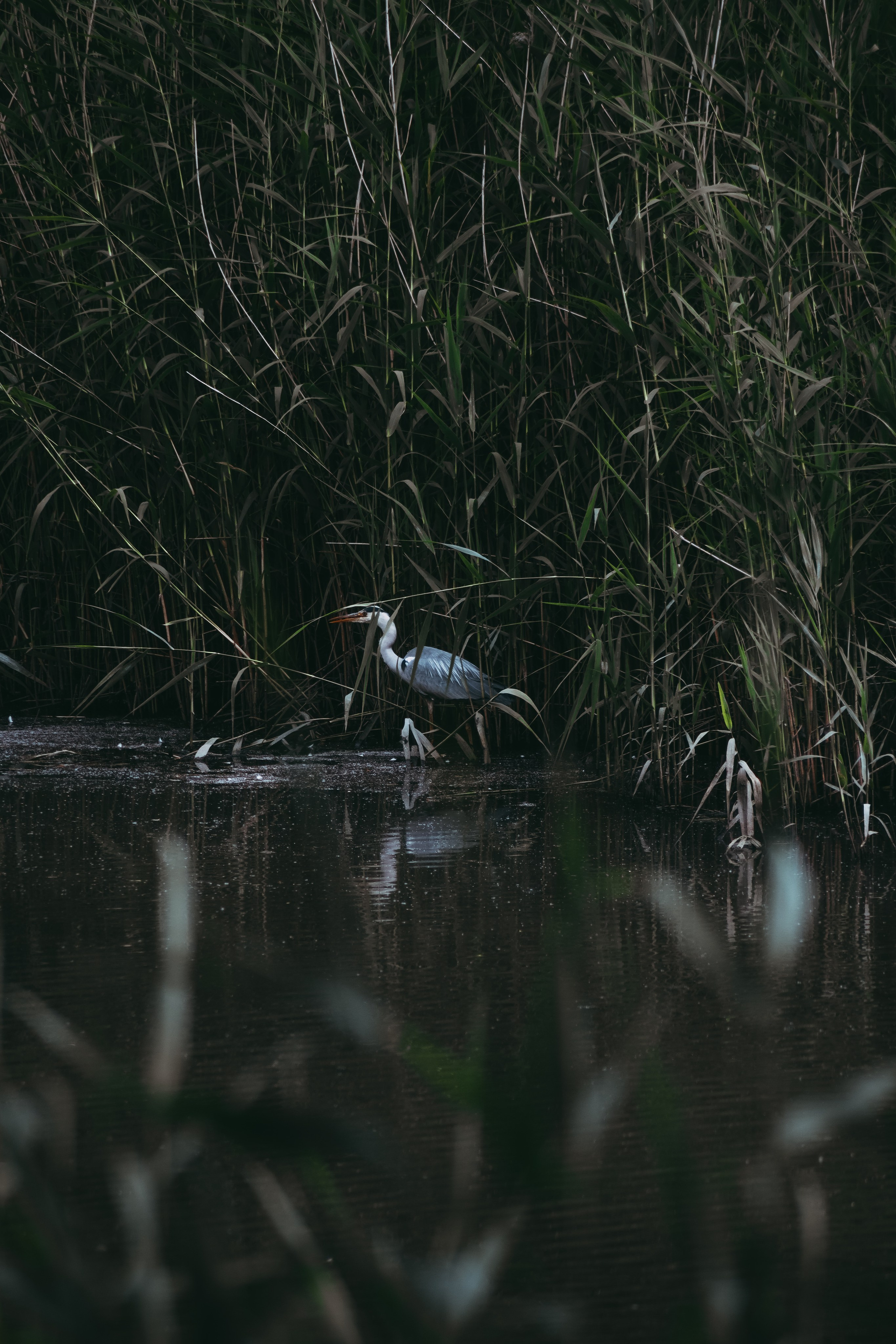 Р А З Н А Я — Ж И В Н О С Т Ь. — Digital Noise —