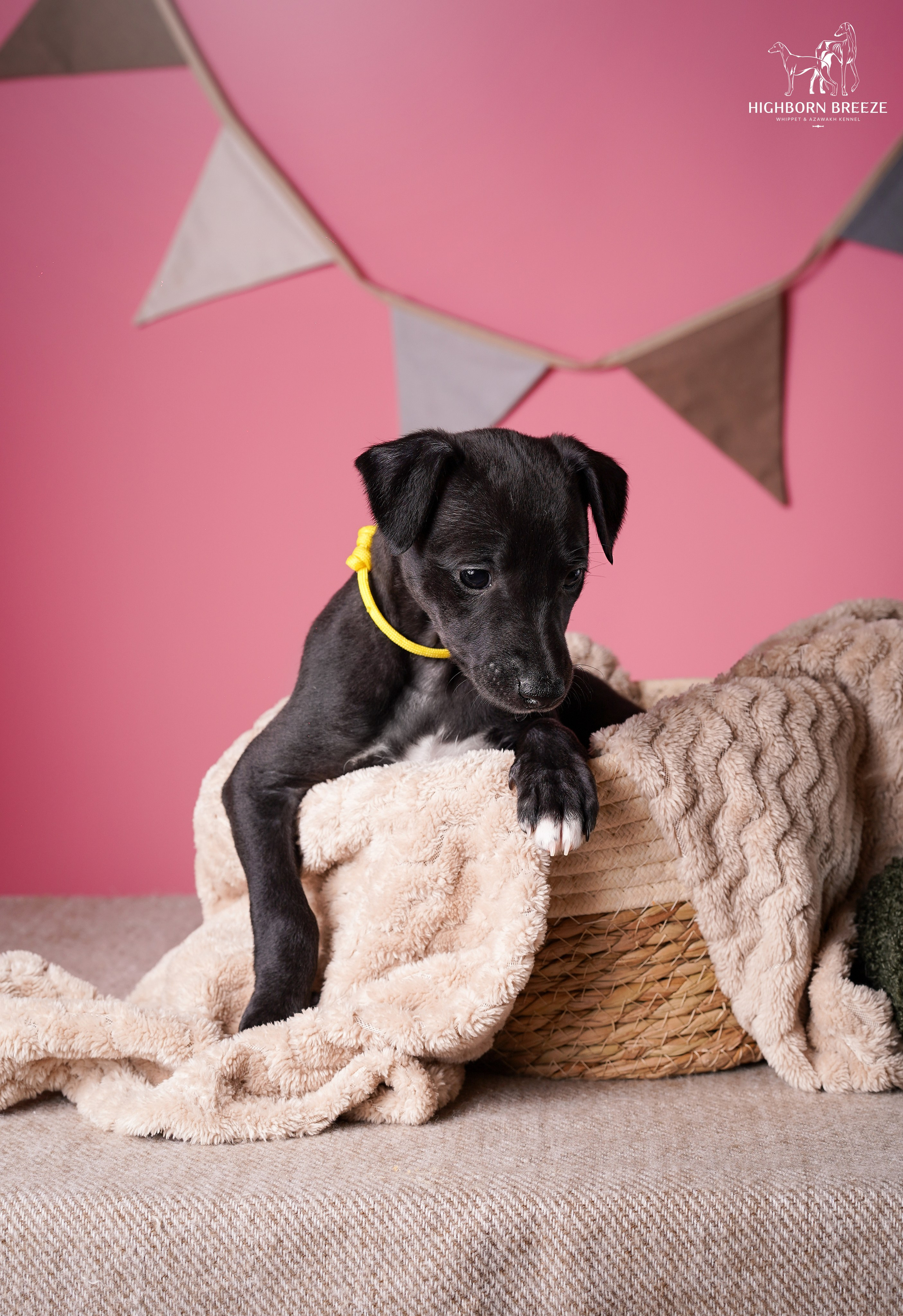 Щенки уиппета. Фотограф-анималист в Санкт-Петербурге Яна Мартынова