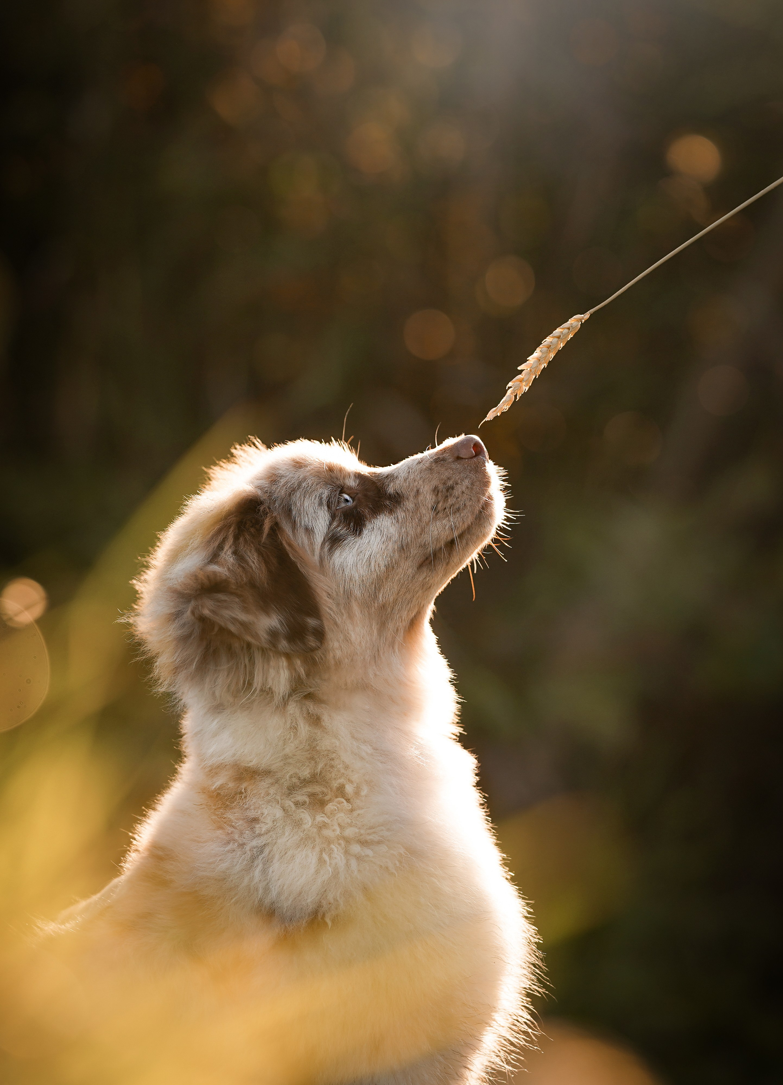 Катя Сэнди и Рокки. Фотограф-анималист в Санкт-Петербурге Яна Мартынова