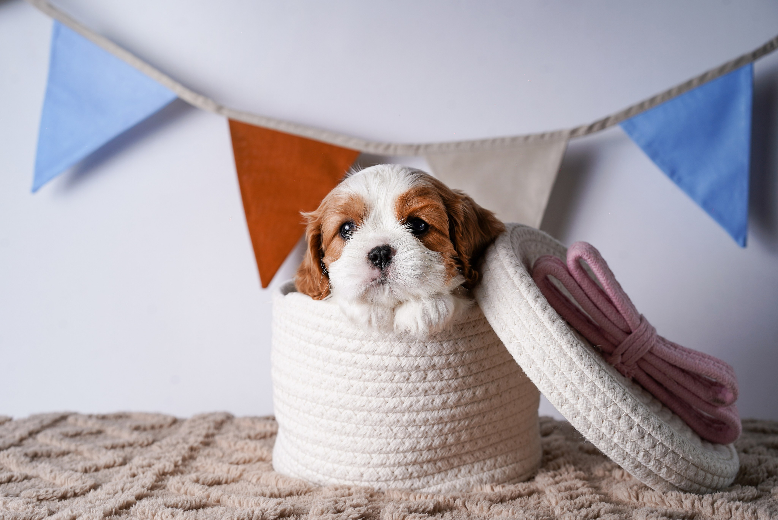 Щенки кавалер кинг чарльз спаниеля. Фотограф-анималист в Санкт-Петербурге Яна Мартынова