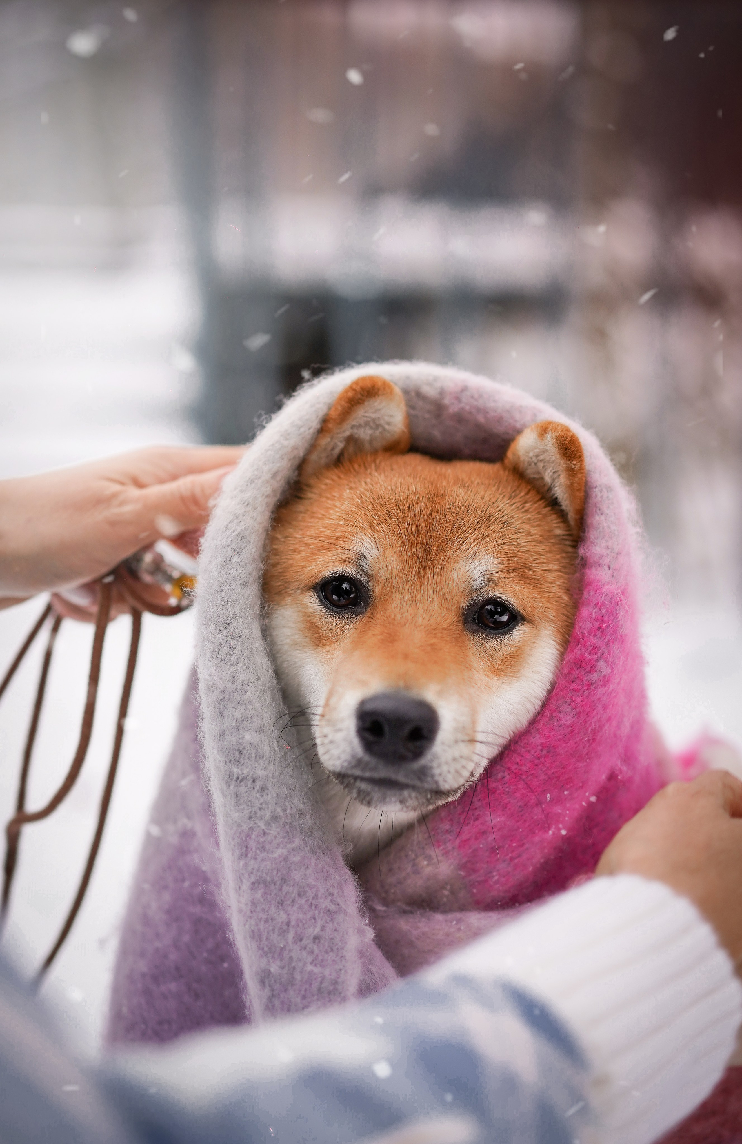 Алина и Юми. Фотограф-анималист в Санкт-Петербурге Яна Мартынова