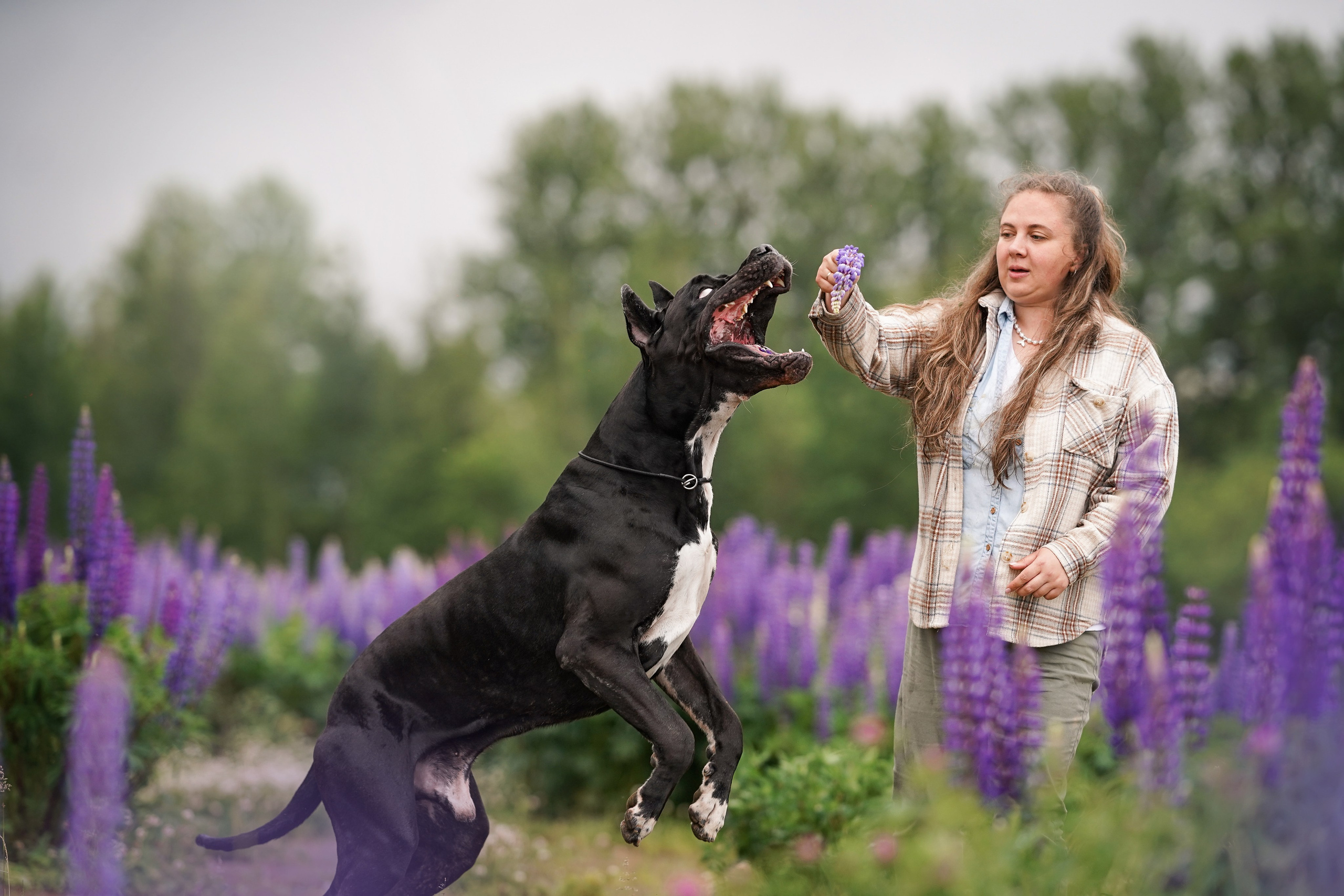 Вика и Трофей люпины. Фотограф-анималист в Санкт-Петербурге Яна Мартынова