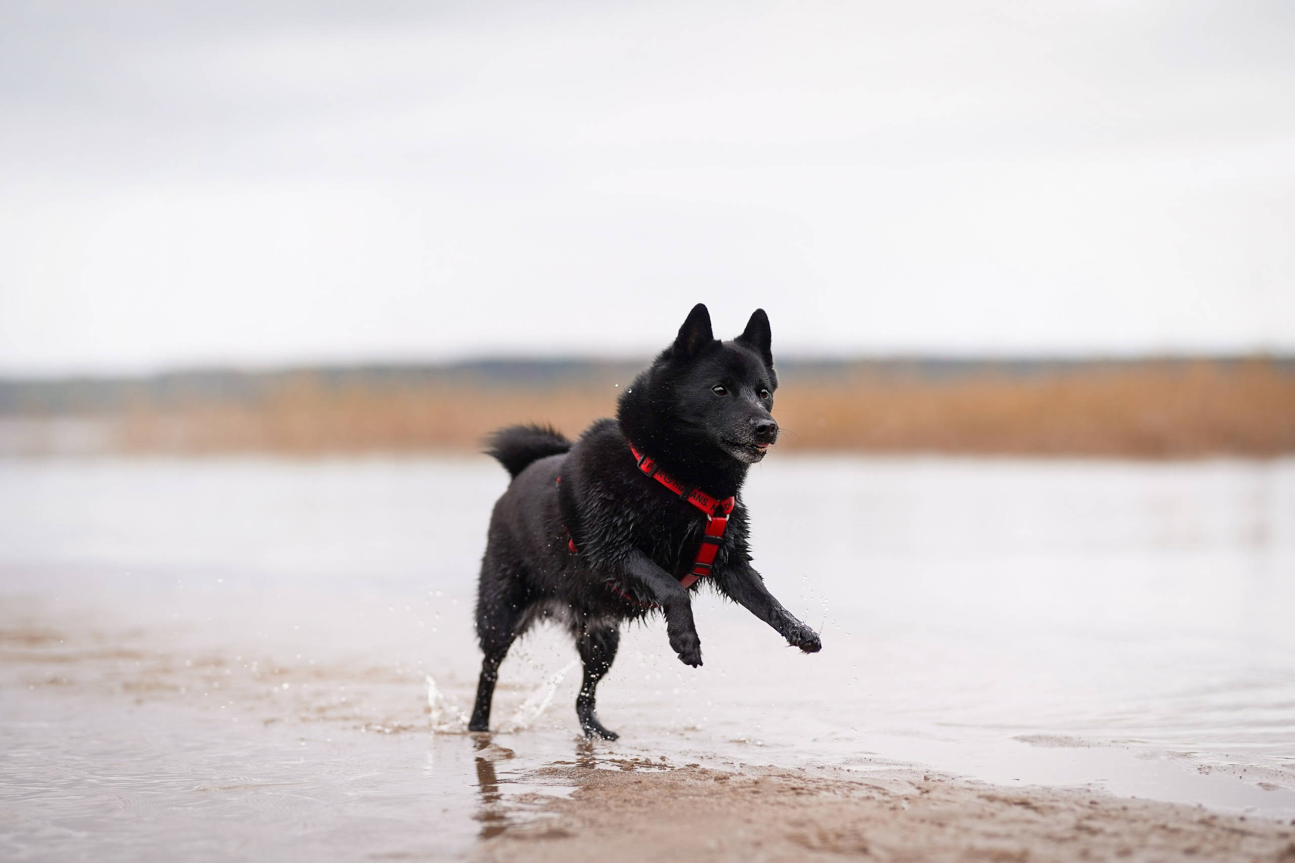 Аня Мишель Арчи и Майкл. Фотограф-анималист в Санкт-Петербурге Яна Мартынова