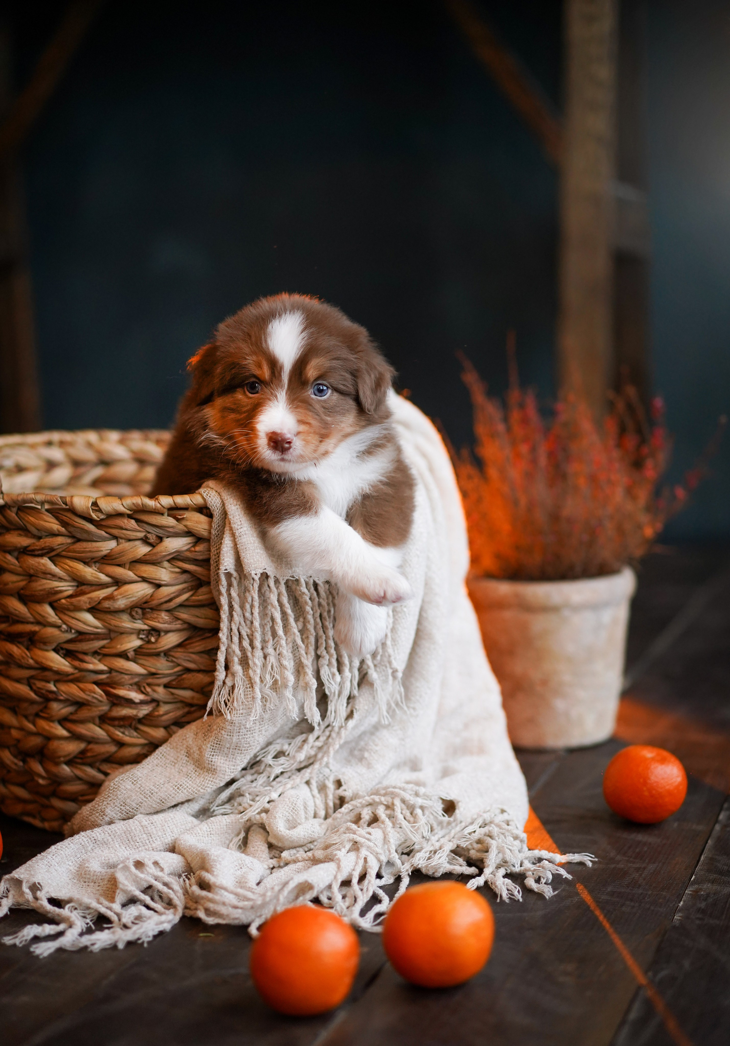 Съемка щеночков в студии. Фотограф-анималист в Санкт-Петербурге Яна Мартынова