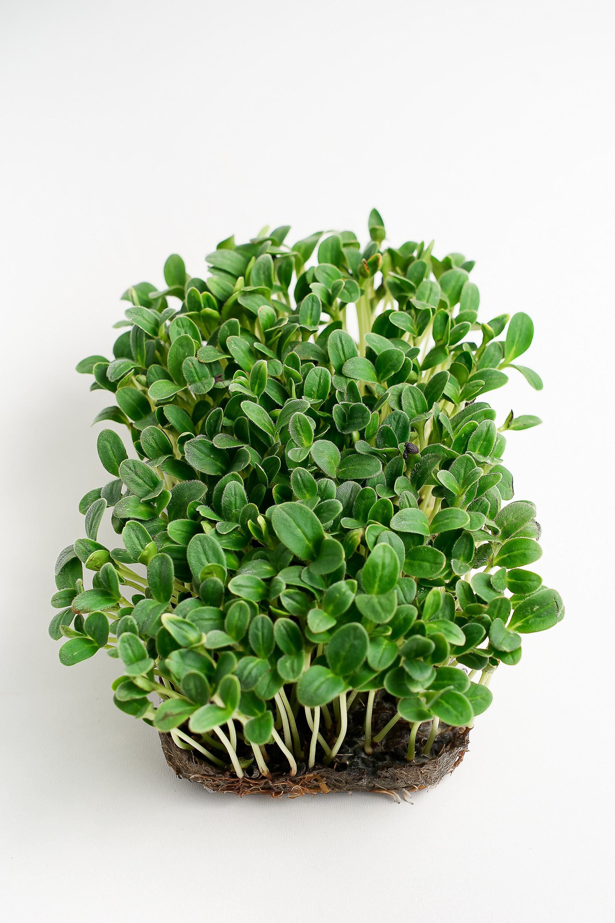 Фуд съемка для бутика зелени. Фотограф для семей и экспертов в г. Воронеж Ирина Круглова