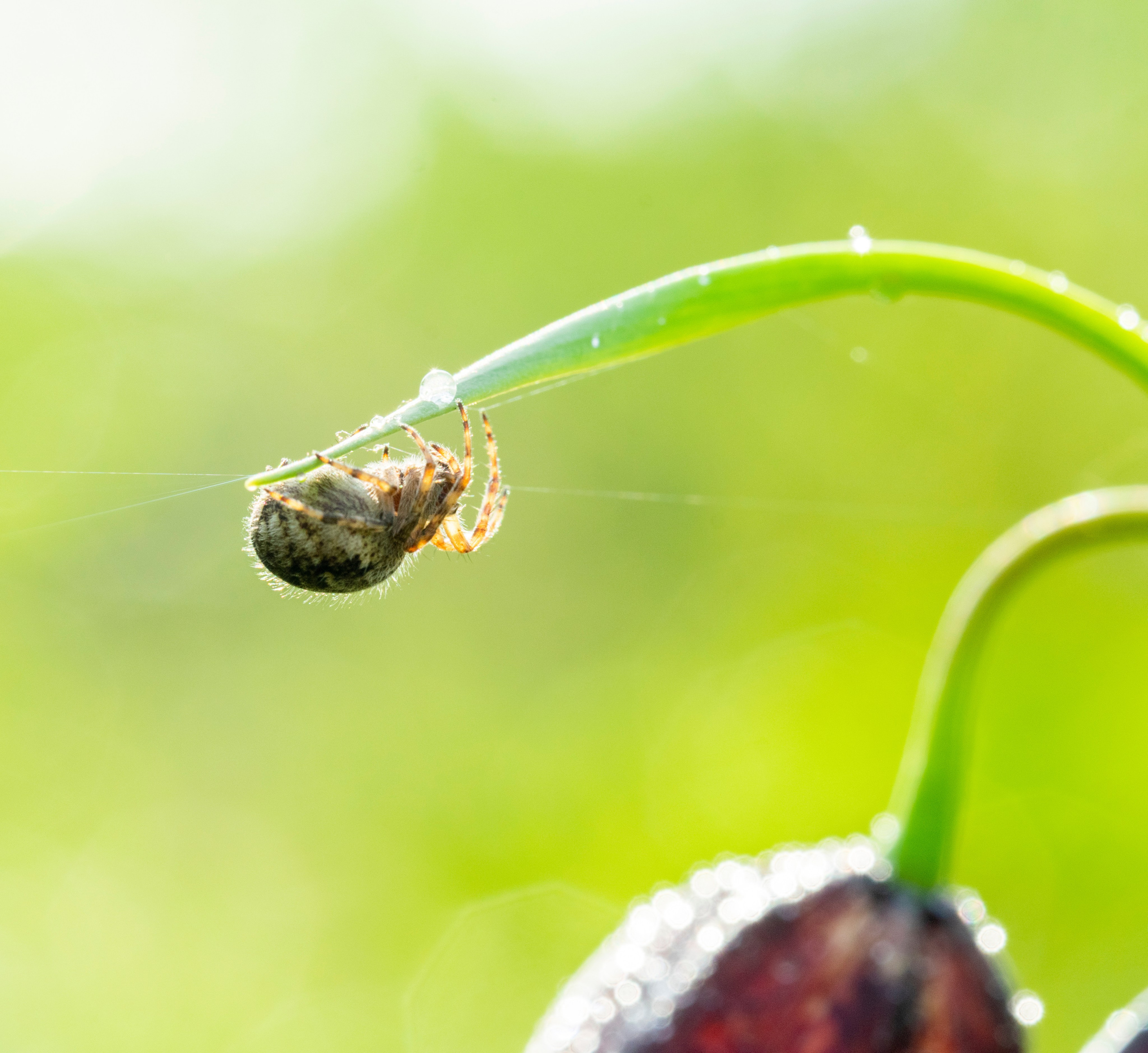 Насекомые. Фотограф Вадим Хмурковский