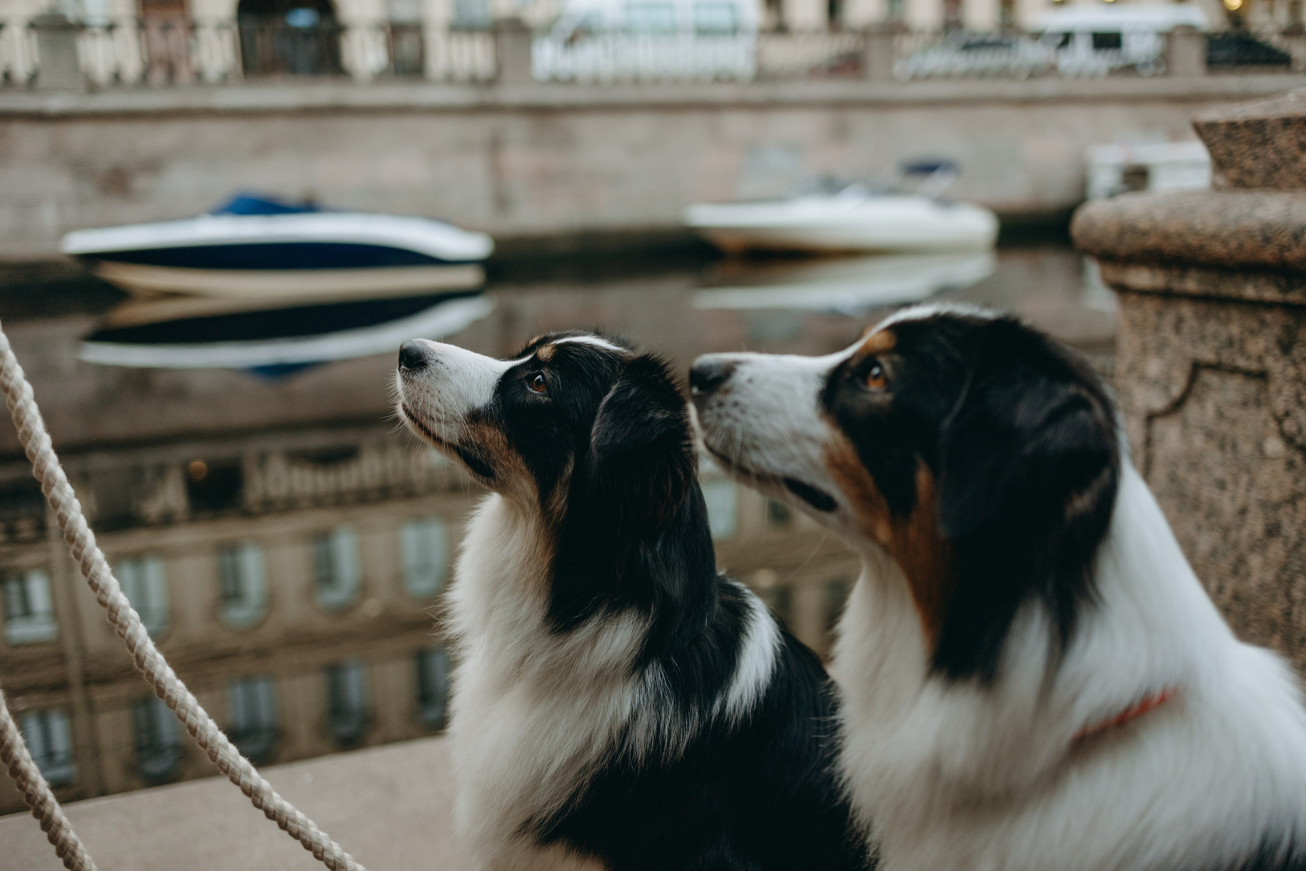 Катя и ее девочки. Фотограф — Анималист | Санкт-Петербург