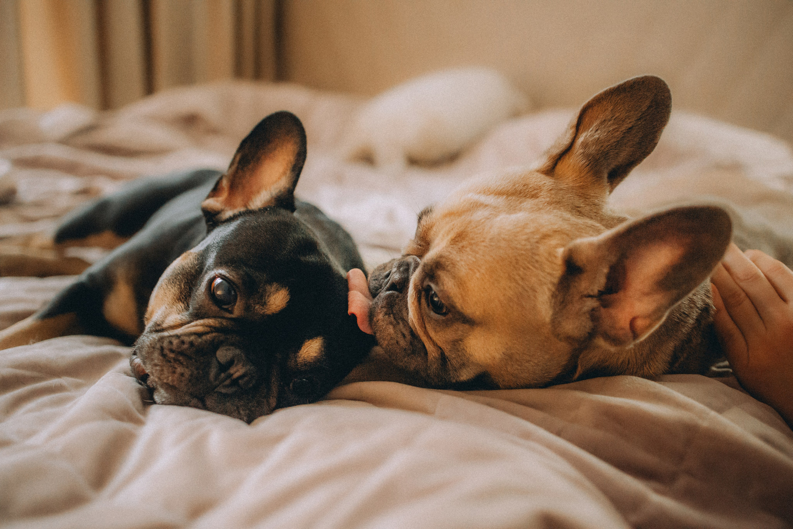 Юля, Мия и Зек